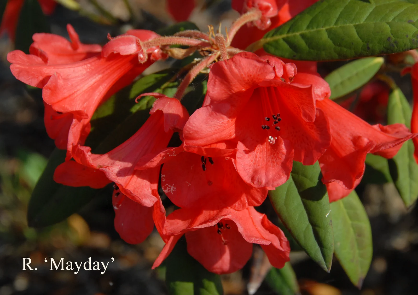 R. 'May Day' photo of R. 'May Day'. Location: Fearing's Farm Nursery, Abbotsford, BC, Canada. Photo by: Harold Fearing