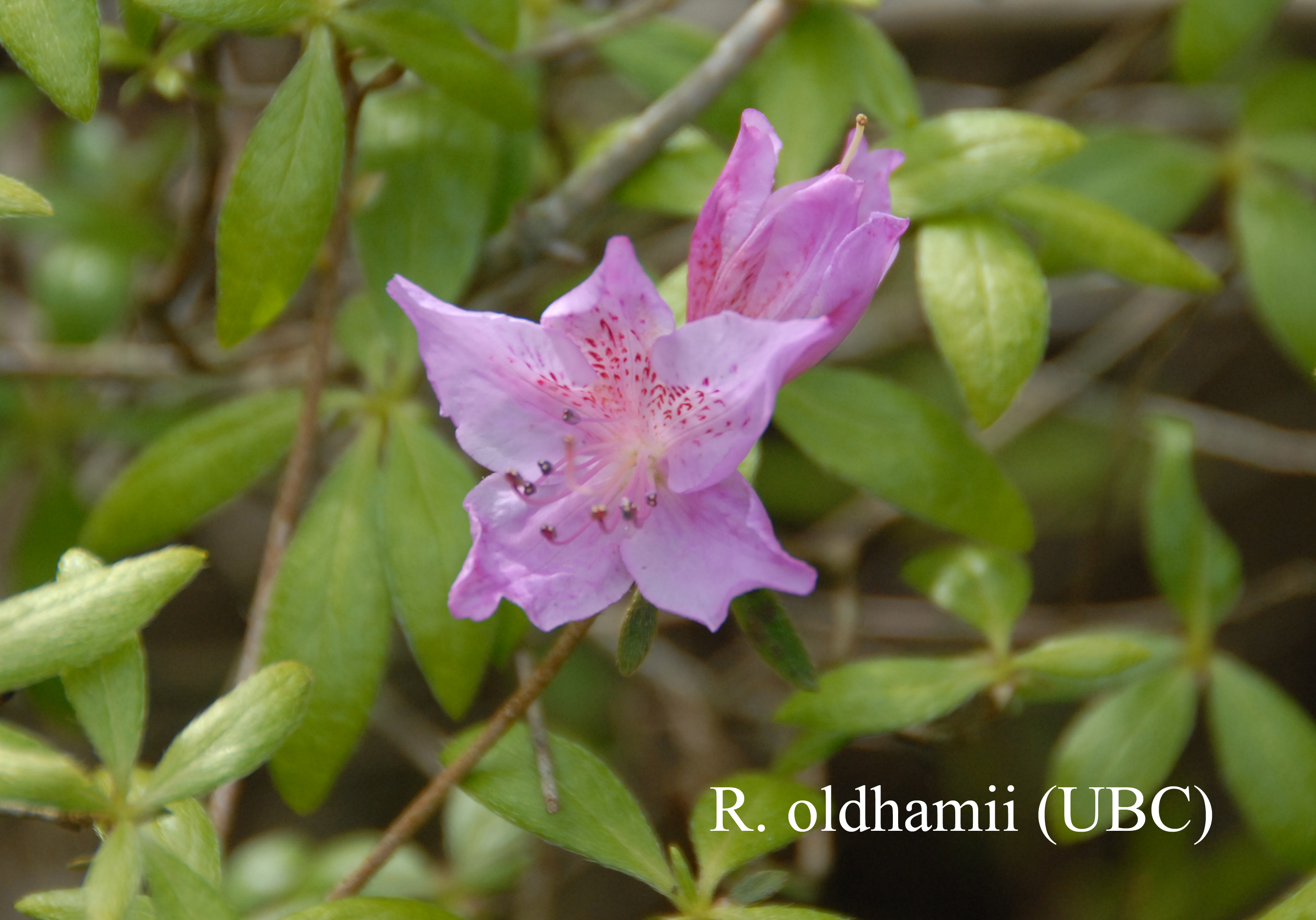 Rhododendron oldhamii photo