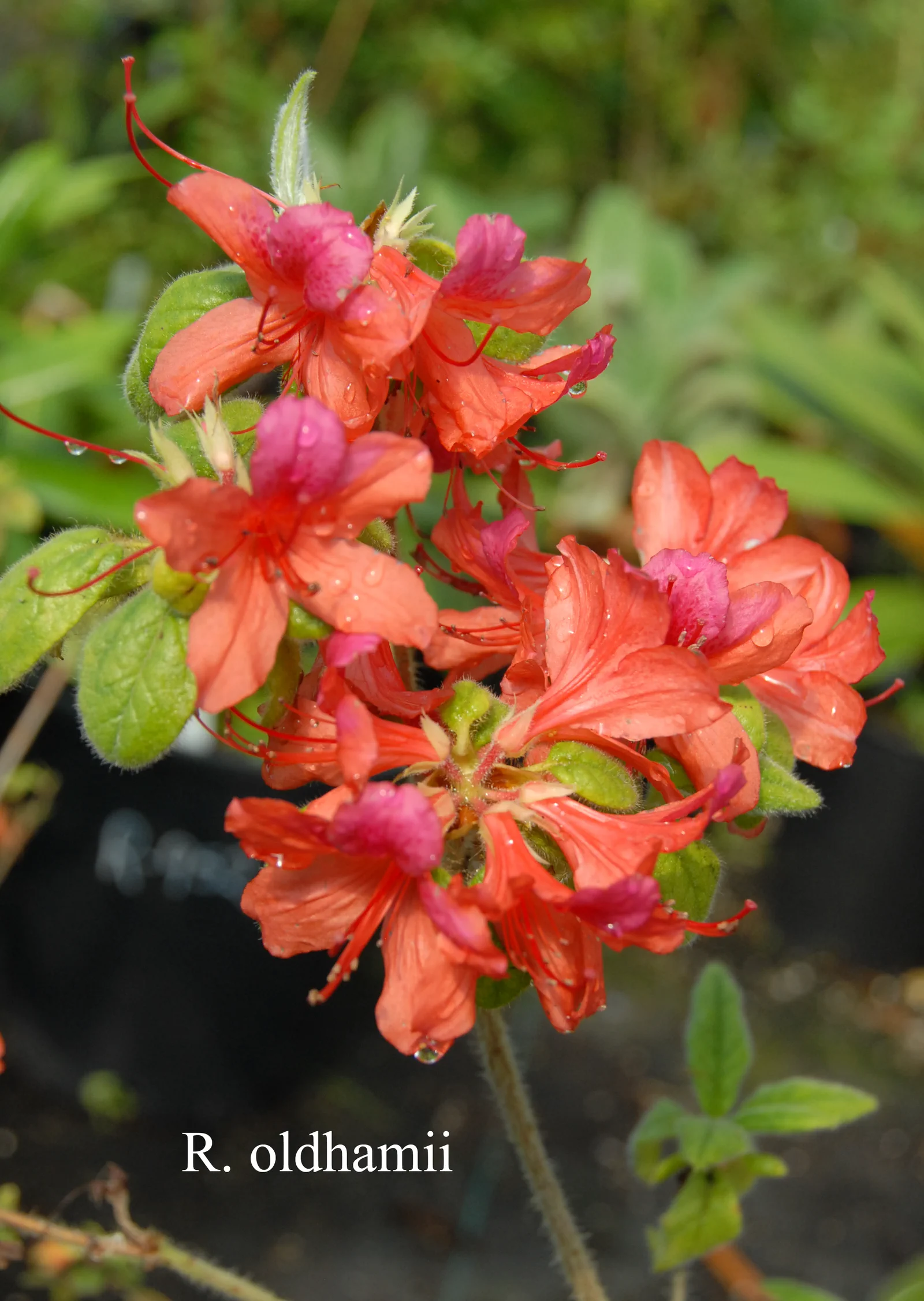 R. oldhamii photo of R. oldhamii. Location: Fearing's Farm Nursery, Abbotsford, BC, Canada. Photo by: Harold Fearing
