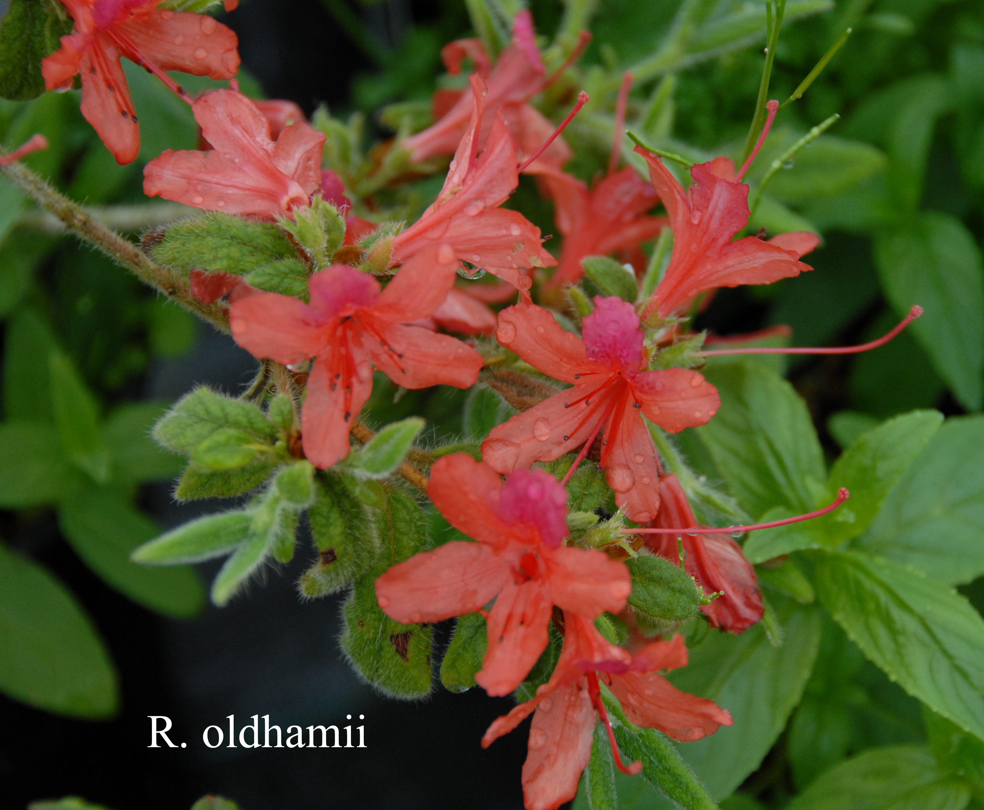 Rhododendron oldhamii photo