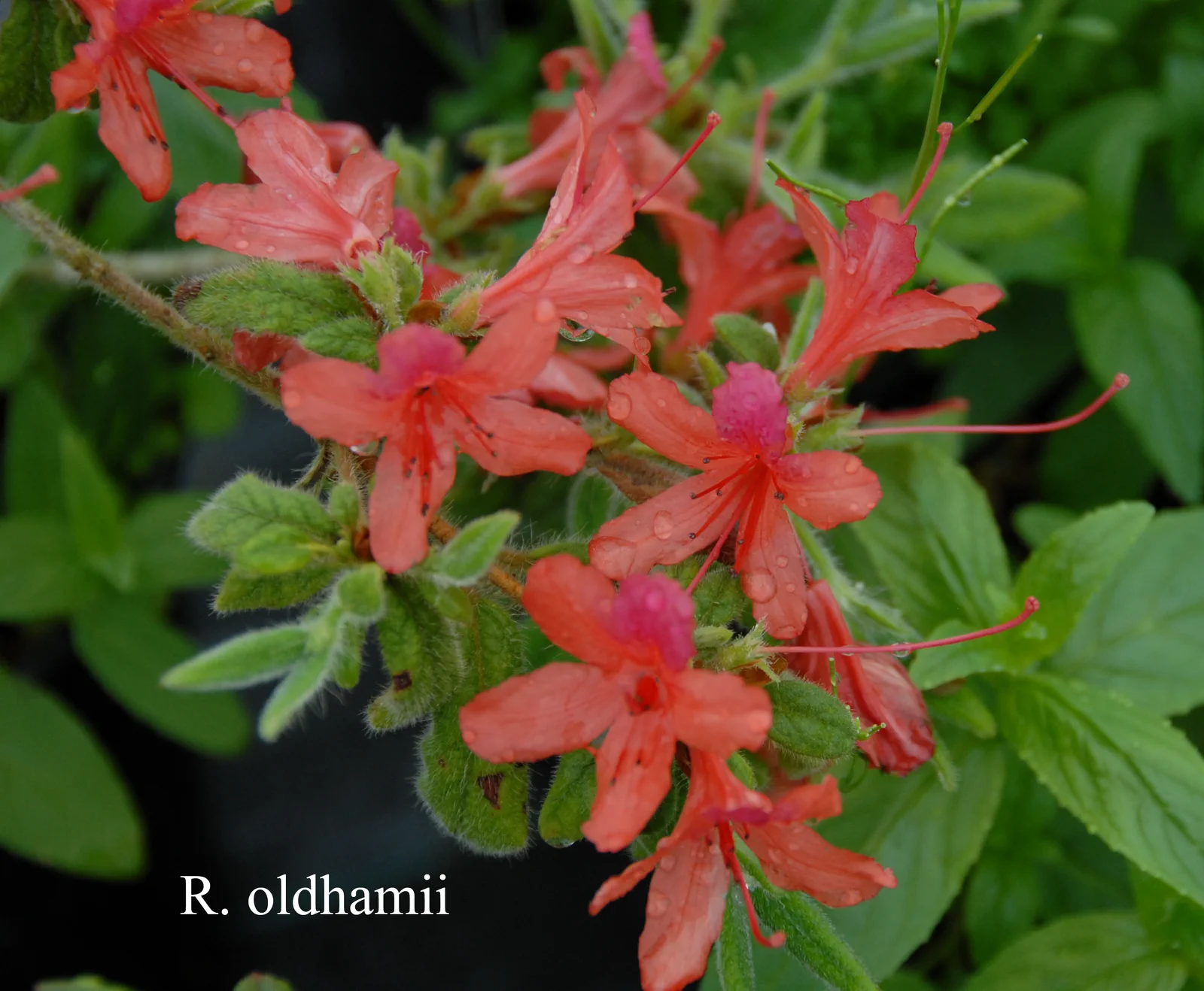 R. oldhamii photo of R. oldhamii. Location: Fearing's Farm Nursery, Abbotsford, BC, Canada. Photo by: Harold Fearing