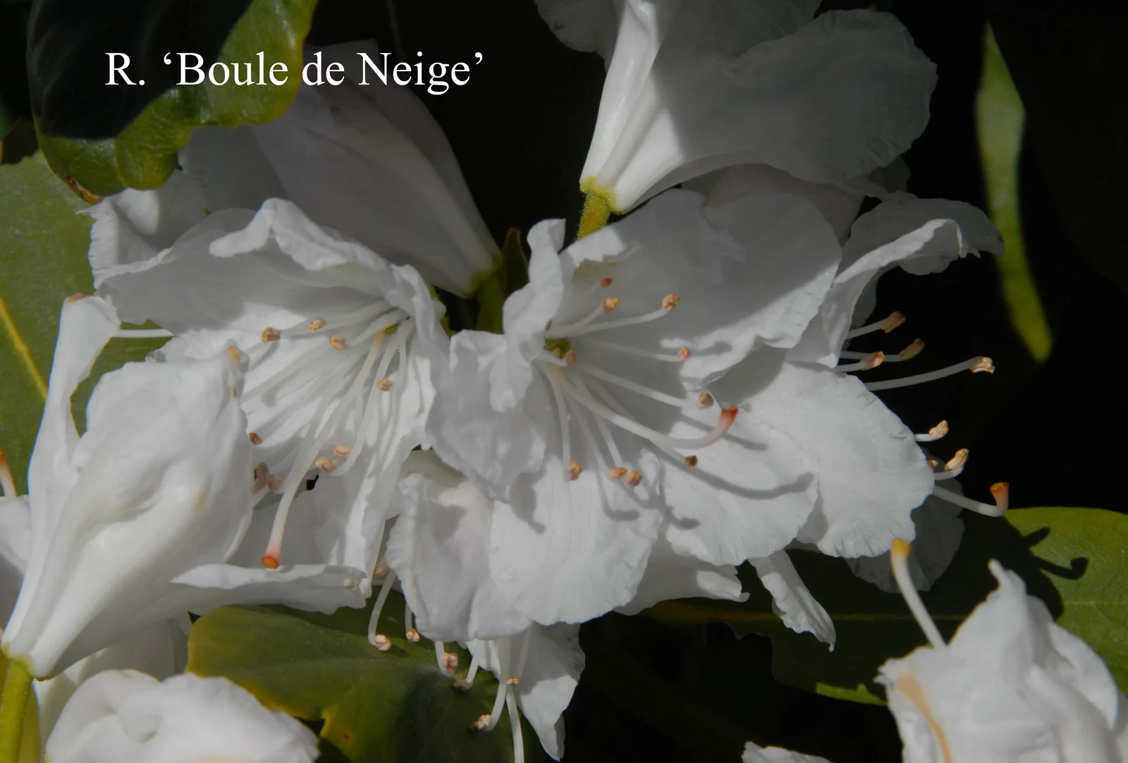 R. 'Boule de Neige' photo of R. 'Boule de Neige'. Location: Fearing's Farm Nursery, Abbotsford, BC, Canada. Photo by: Harold Fearing