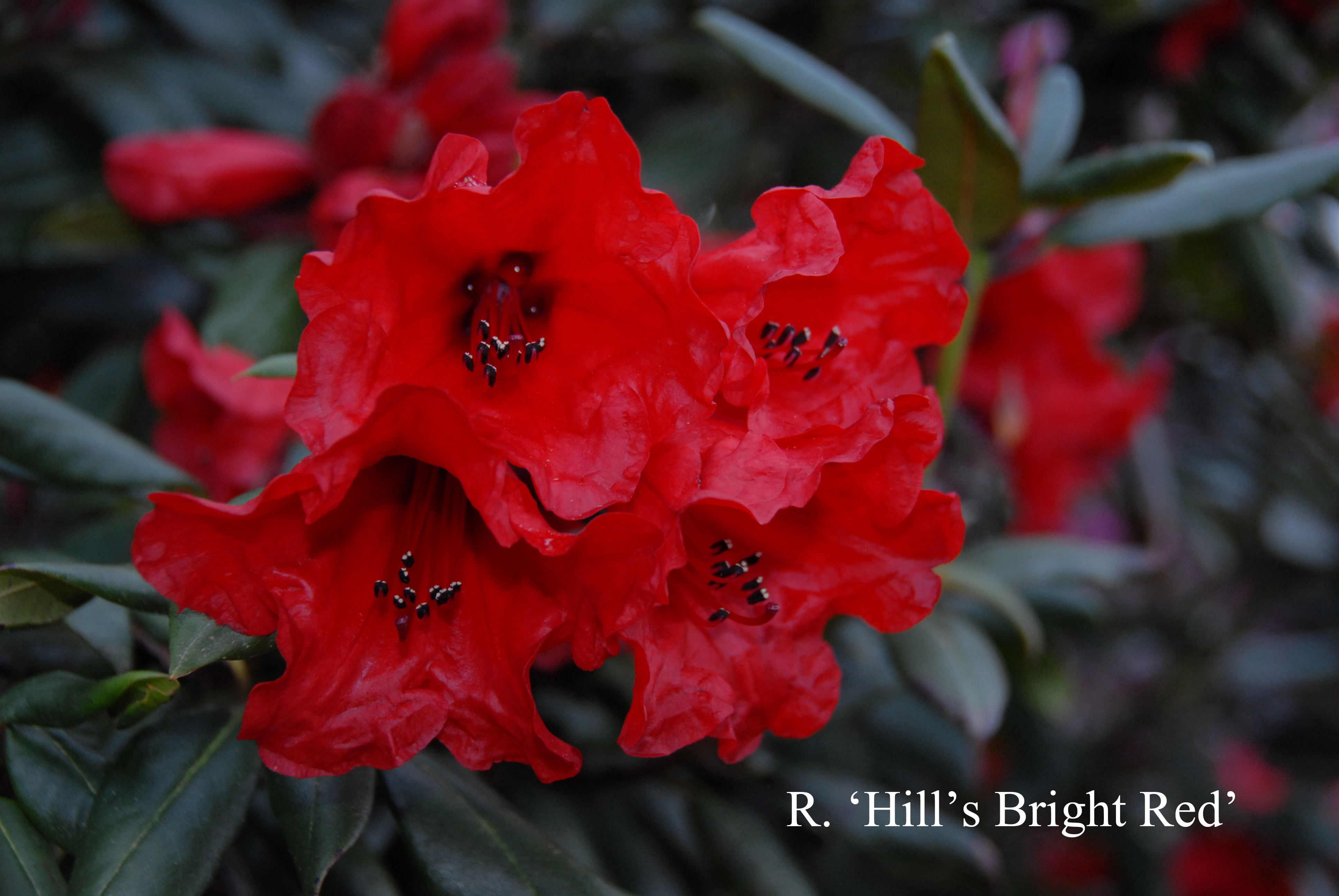 Rhododendron Hill's Bright Red photo