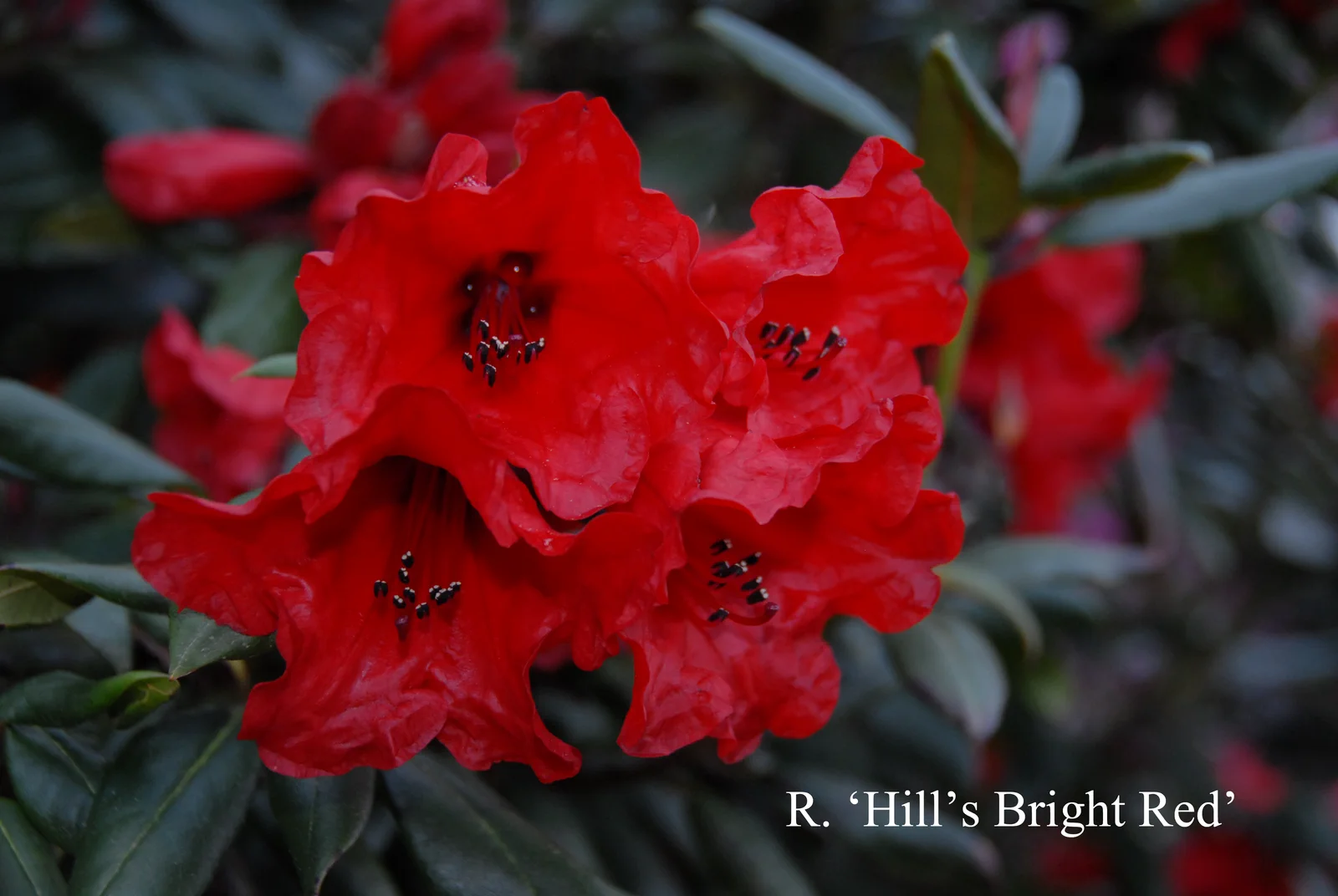 R. 'Hill's Bright Red' photo of R. 'Hill's Bright Red'. Location: Fearing's Farm Nursery, Abbotsford, BC, Canada. Photo by: Harold Fearing