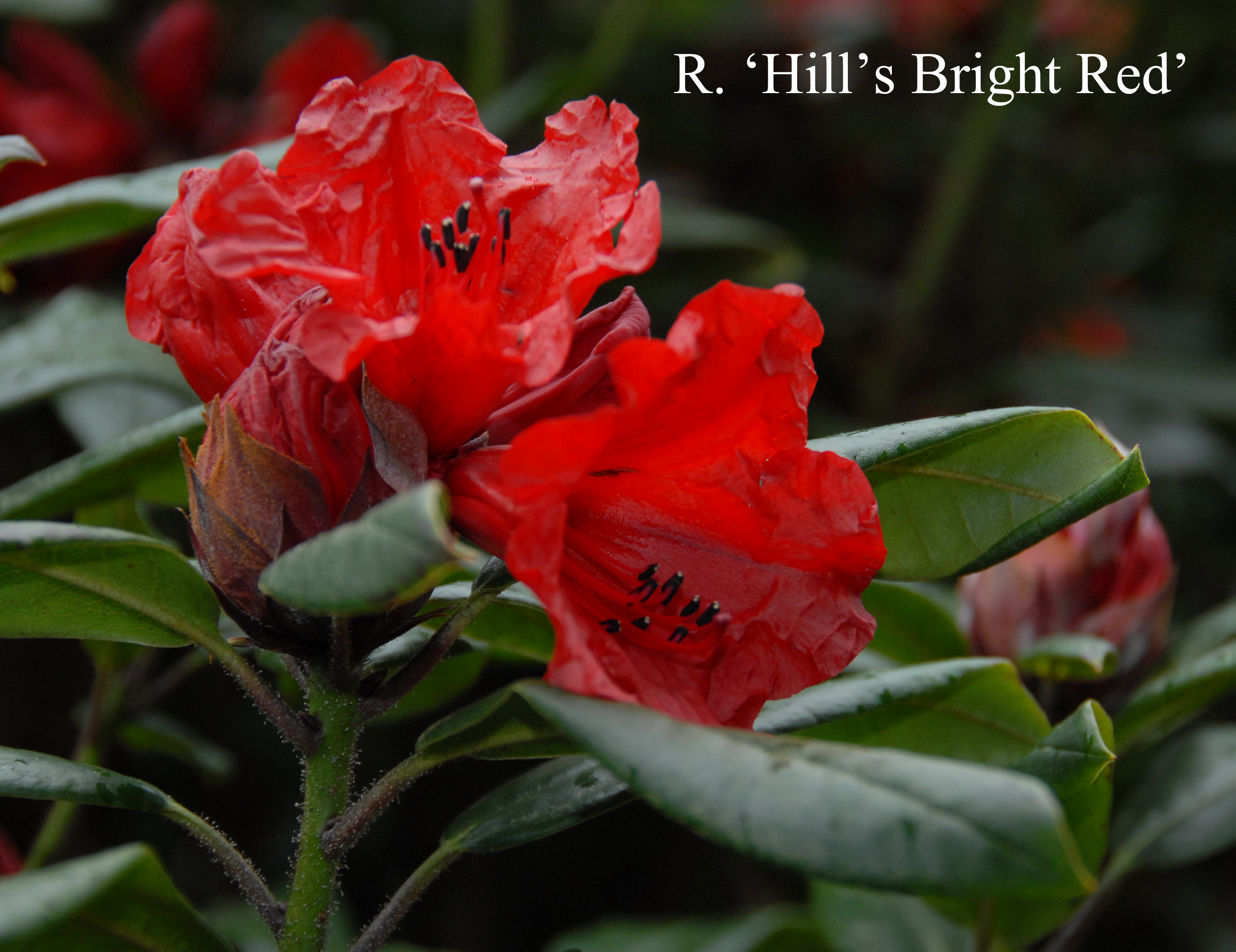 Rhododendron Hill's Bright Red photo