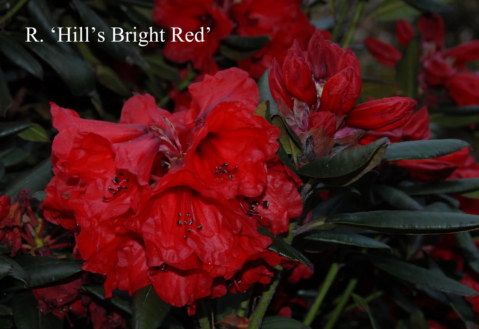 R. 'Hill's Bright Red' photo of R. 'Hill's Bright Red'. Location: Fearing's Farm Nursery, Abbotsford, BC, Canada. Photo by: Harold Fearing