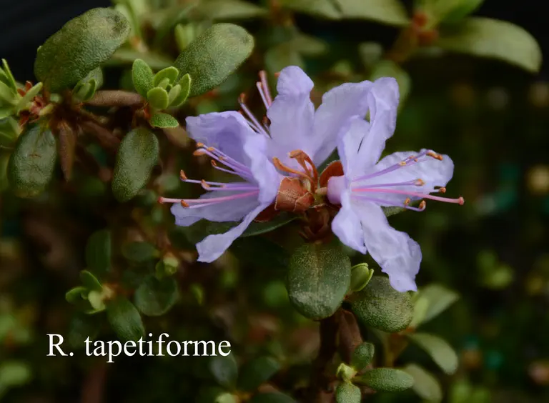 Photo of R. tapetiforme, Species