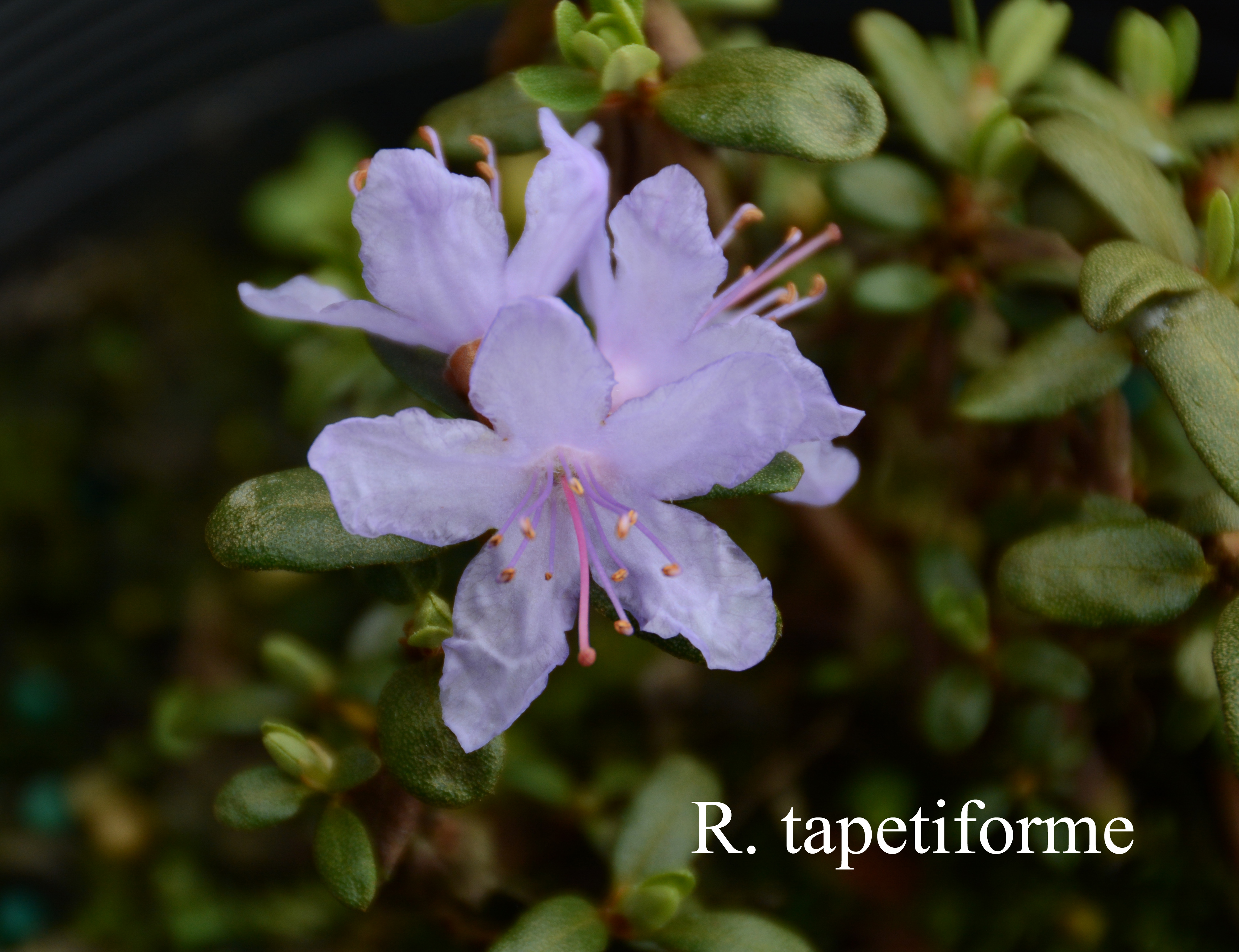 Rhododendron tapetiforme photo