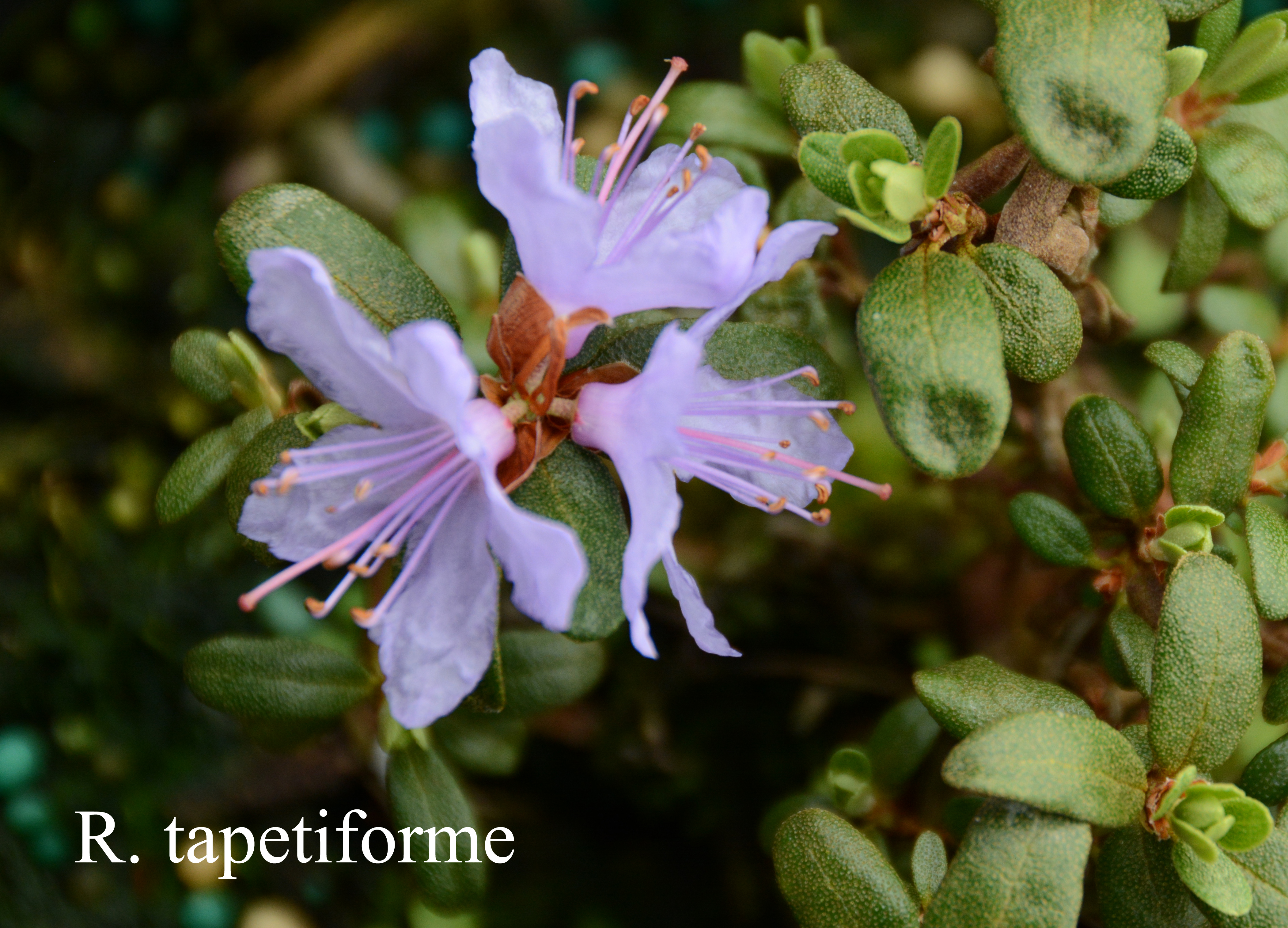 Rhododendron tapetiforme photo
