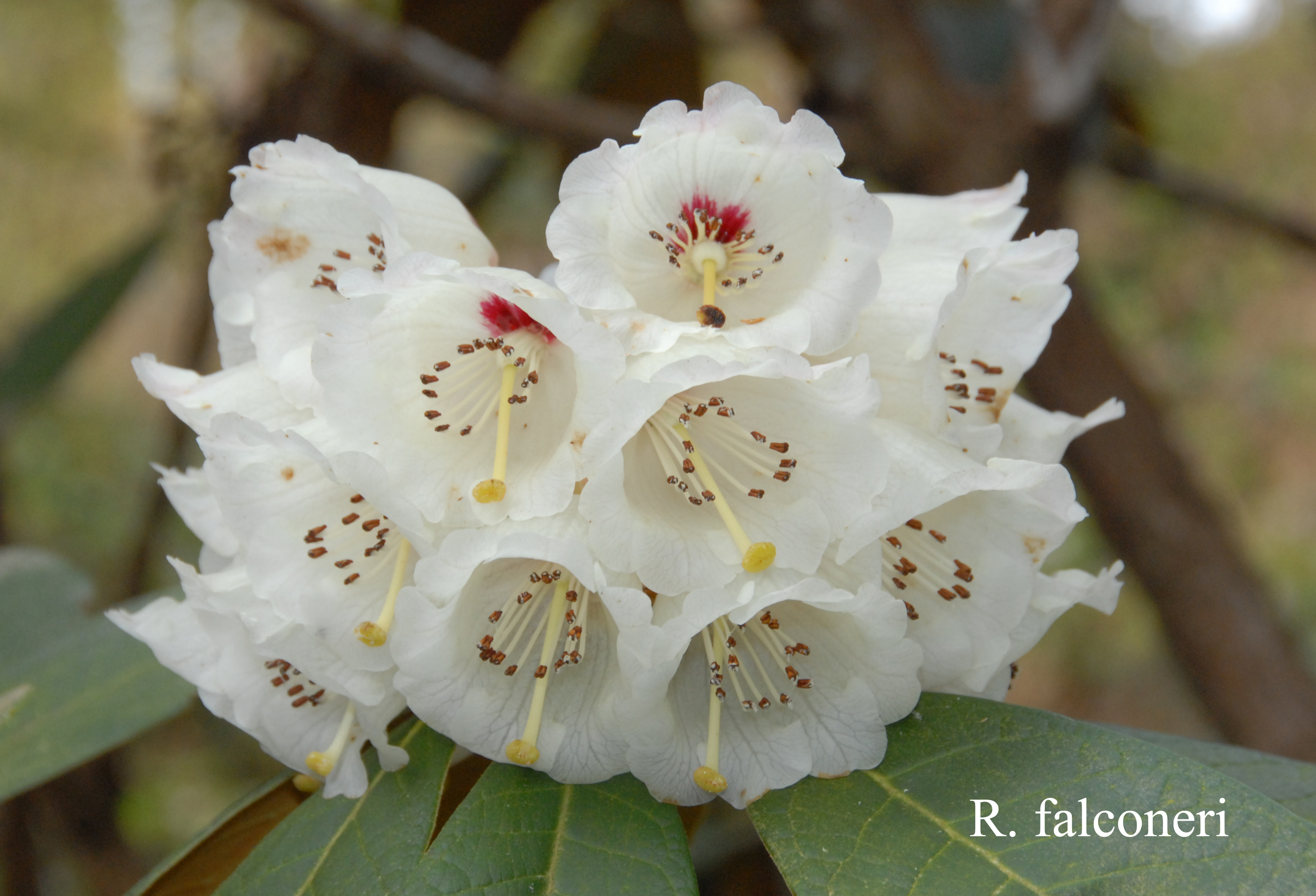 Rhododendron falconeri ssp falconeri photo
