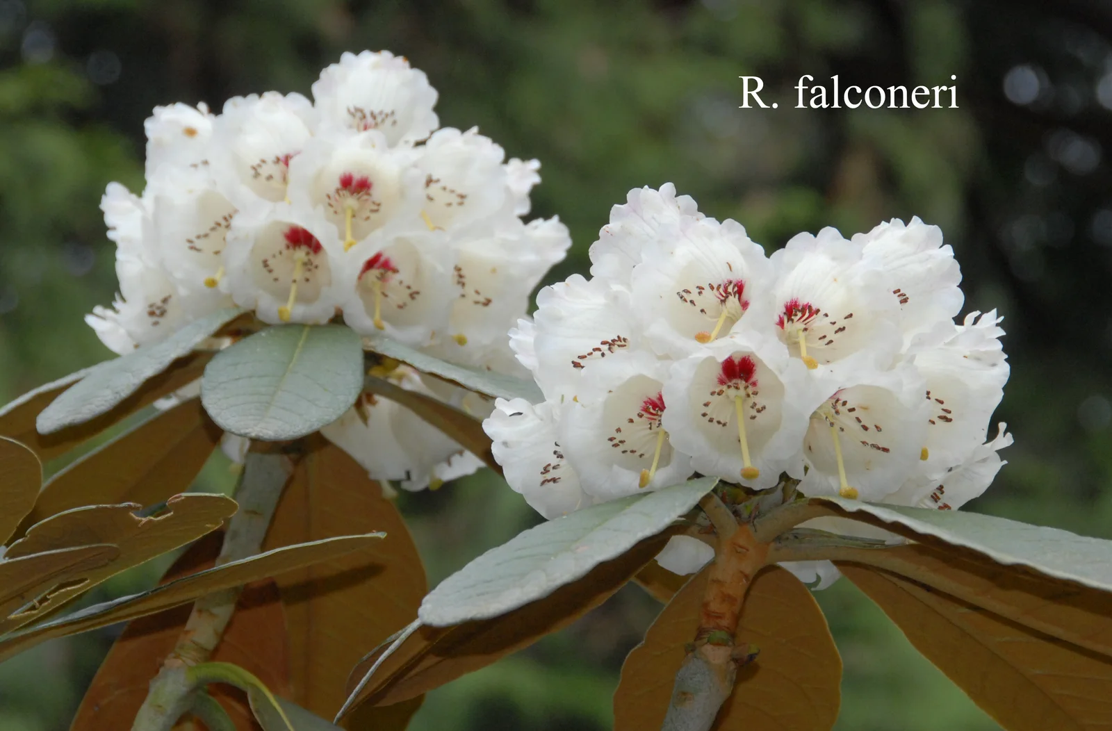 R. falconeri ssp falconeri photo of R. falconeri ssp falconeri. Location: Fearing's Farm Nursery, Abbotsford, BC, Canada. Photo by: Harold Fearing