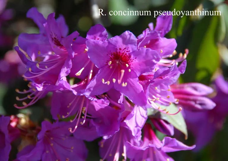 Photo of R. concinnum, Species