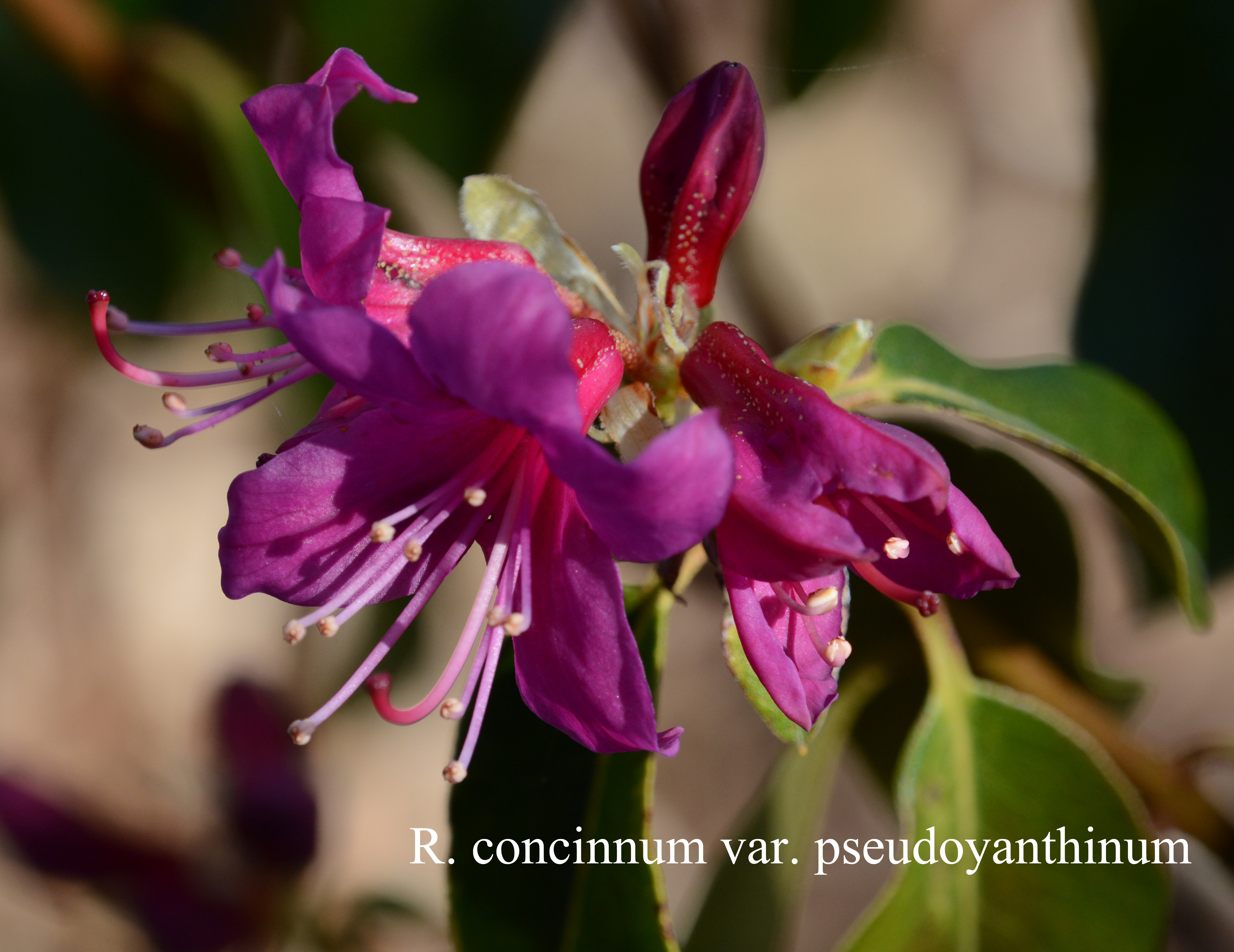 Rhododendron concinnum photo