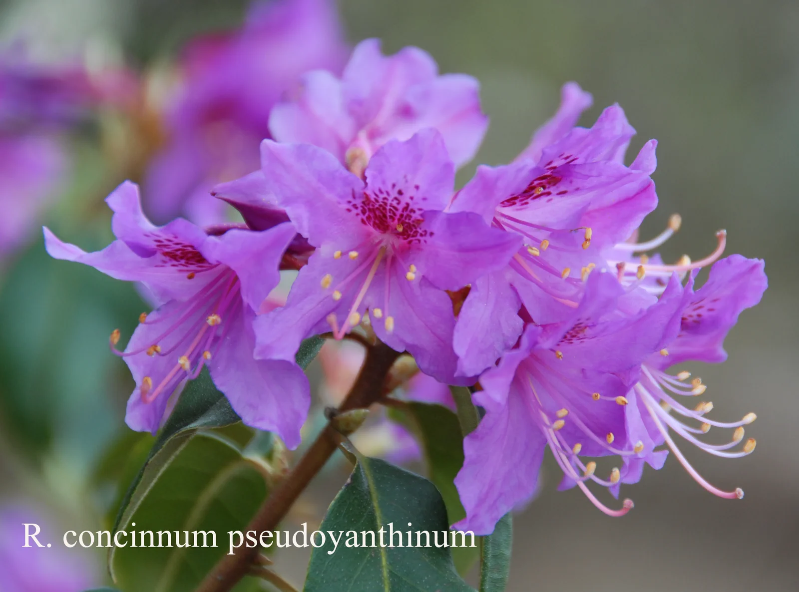 R. concinnum photo of R. concinnum. Location: Fearing's Farm Nursery, Abbotsford, BC, Canada. Photo by: Harold Fearing
