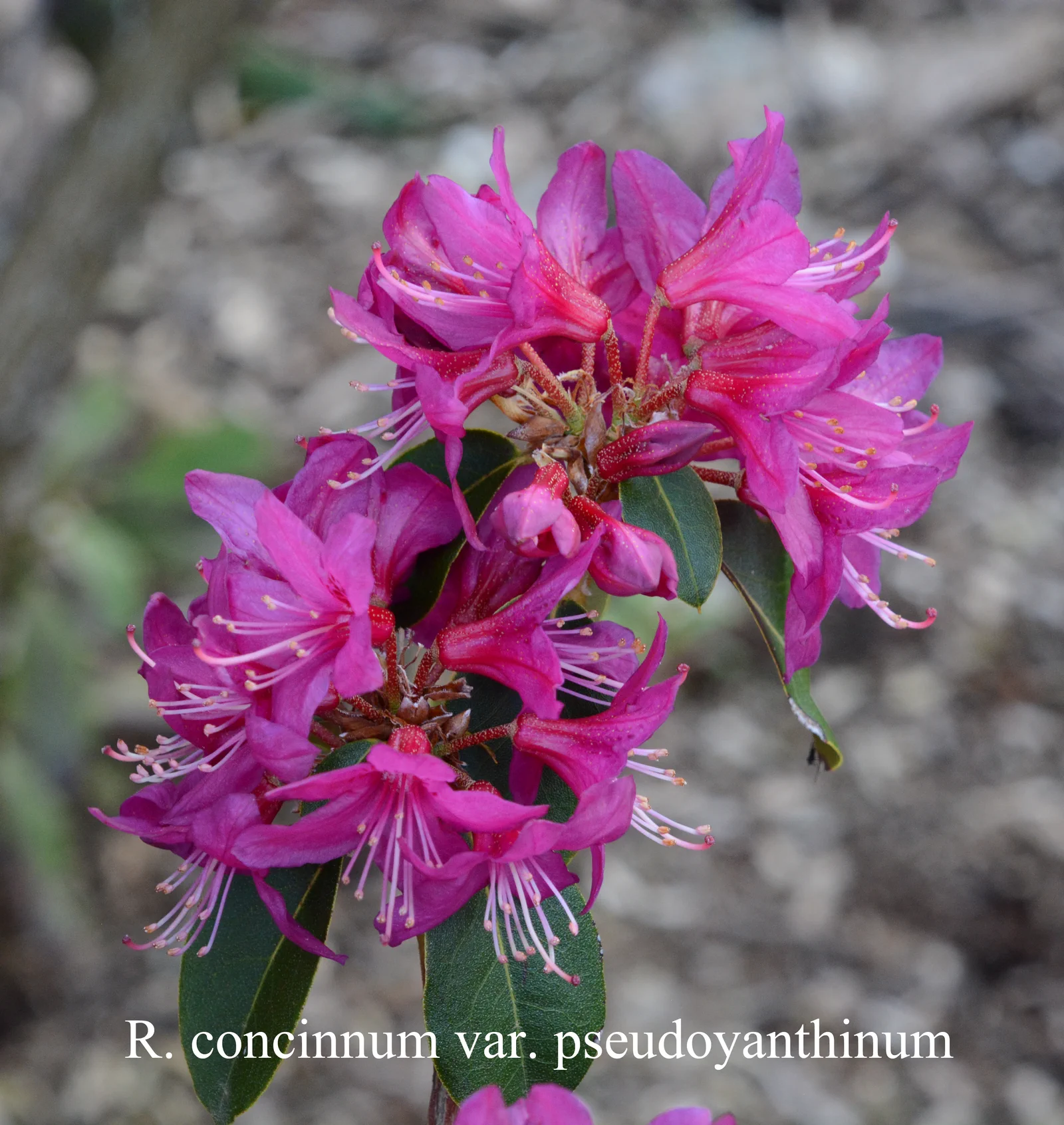 R. concinnum photo of R. concinnum. Location: Fearing's Farm Nursery, Abbotsford, BC, Canada. Photo by: Harold Fearing