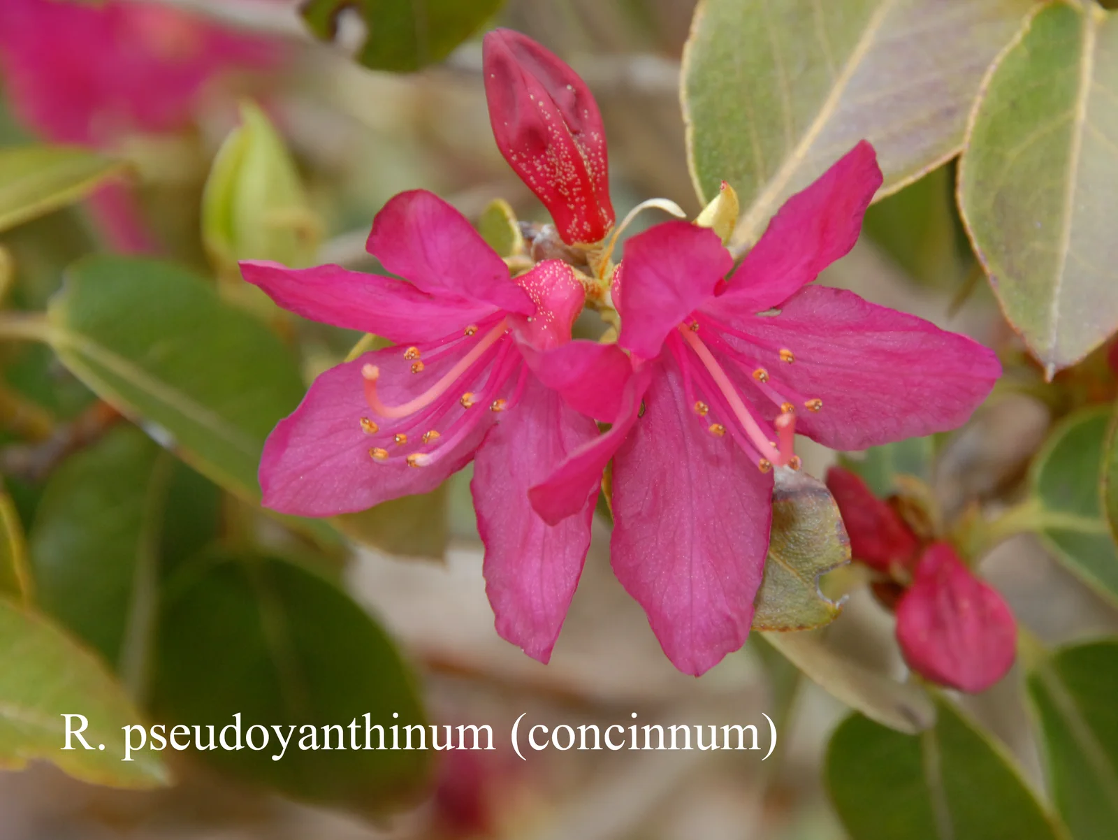 R. concinnum photo of R. concinnum. concinnum. Location: Fearing's Farm Nursery, Abbotsford, BC, Canada. Photo by: Harold Fearing