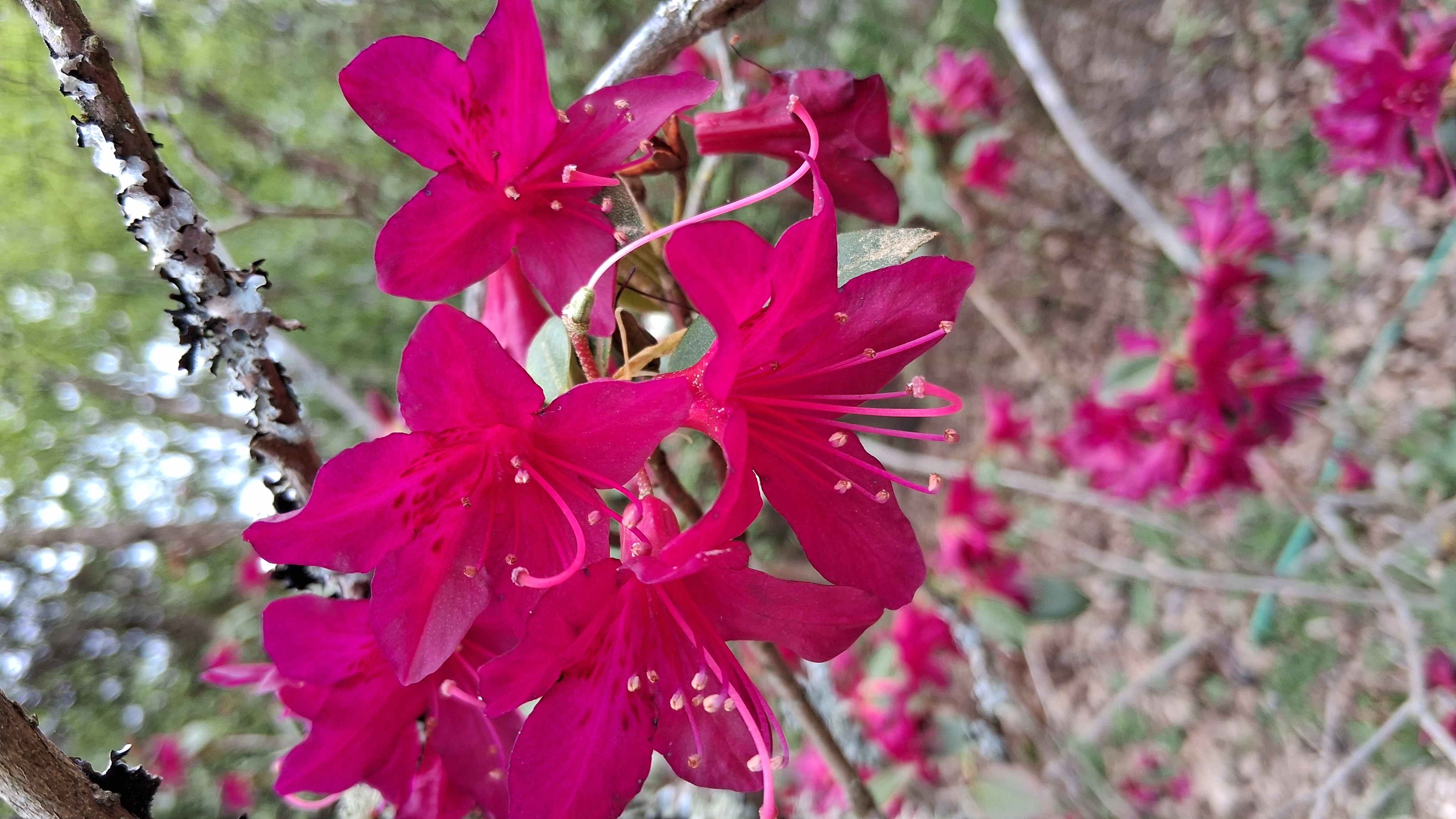 Rhododendron concinnum photo
