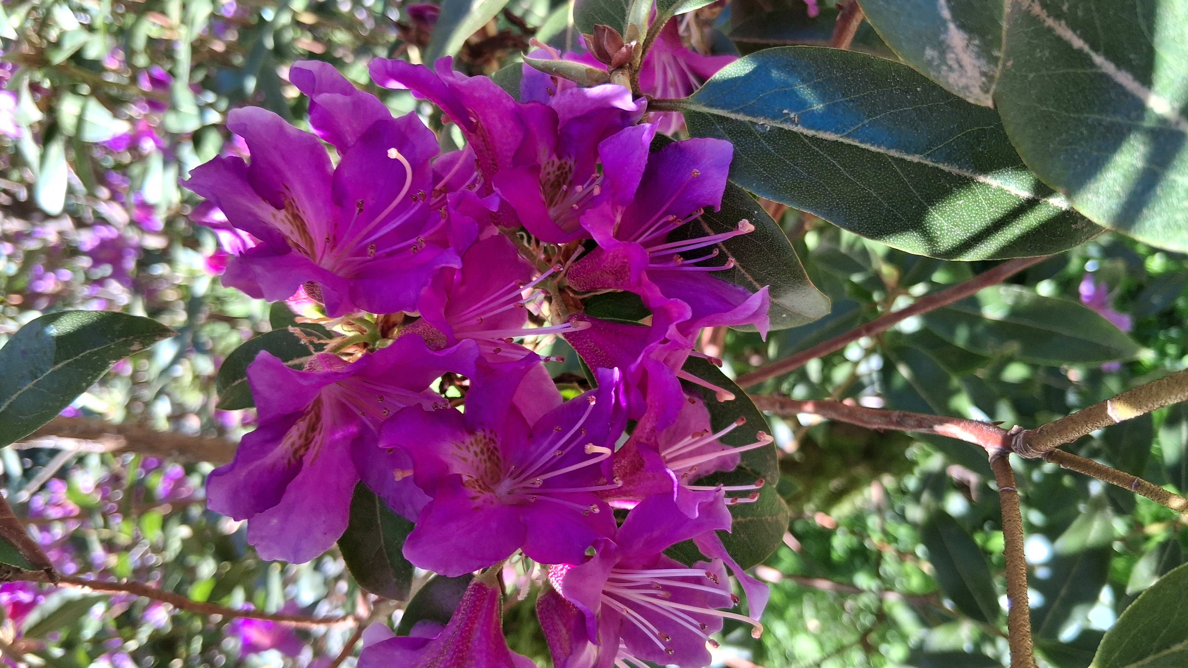 Rhododendron concinnum photo