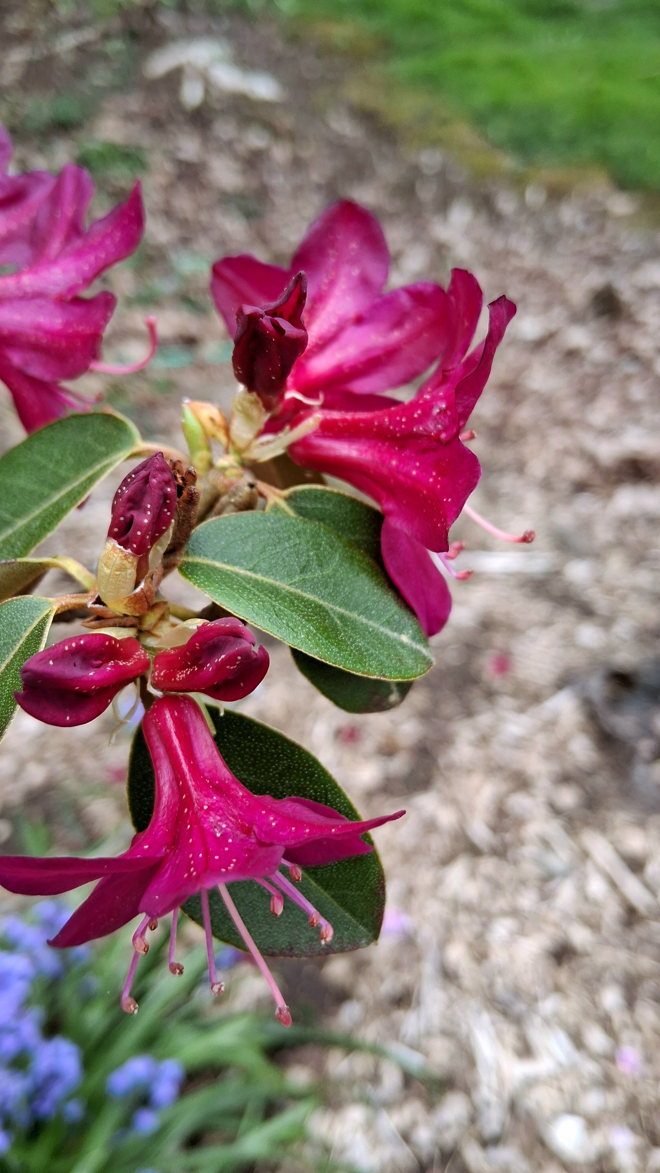 Rhododendron concinnum photo