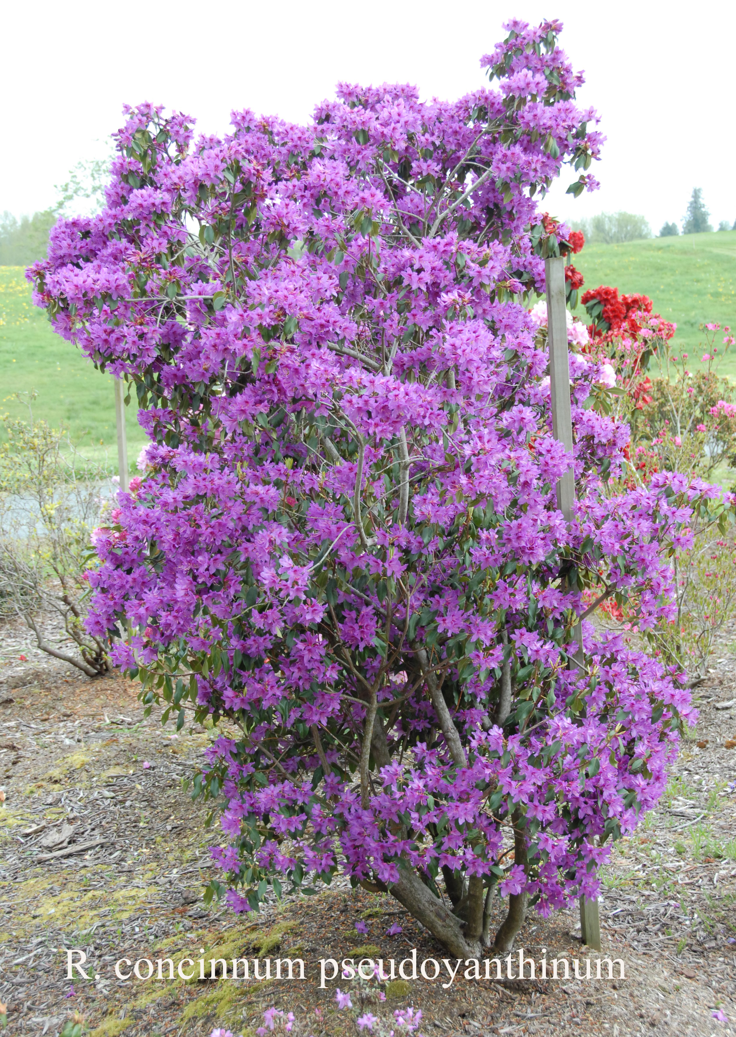 Rhododendron concinnum photo