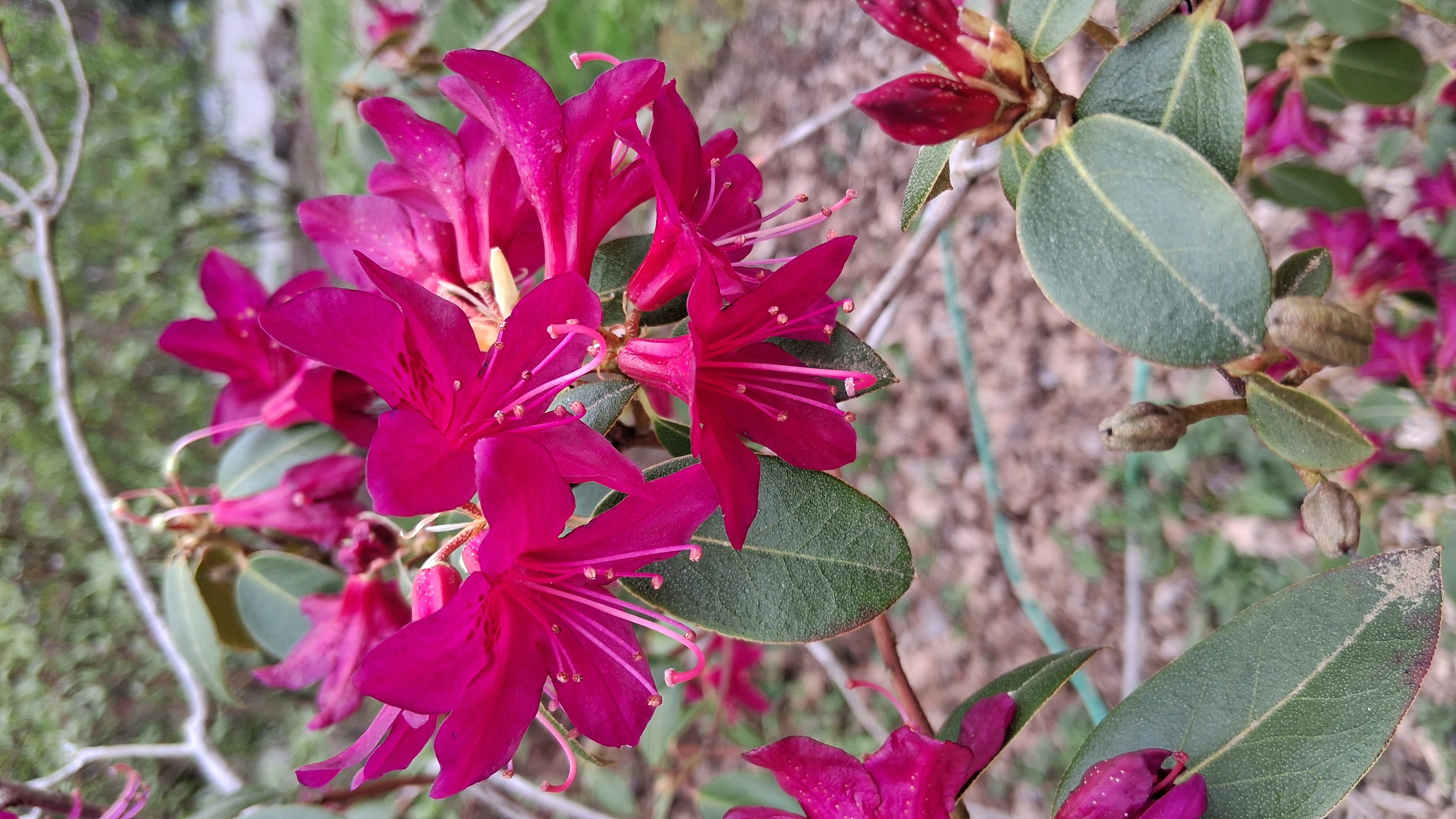 Rhododendron concinnum photo