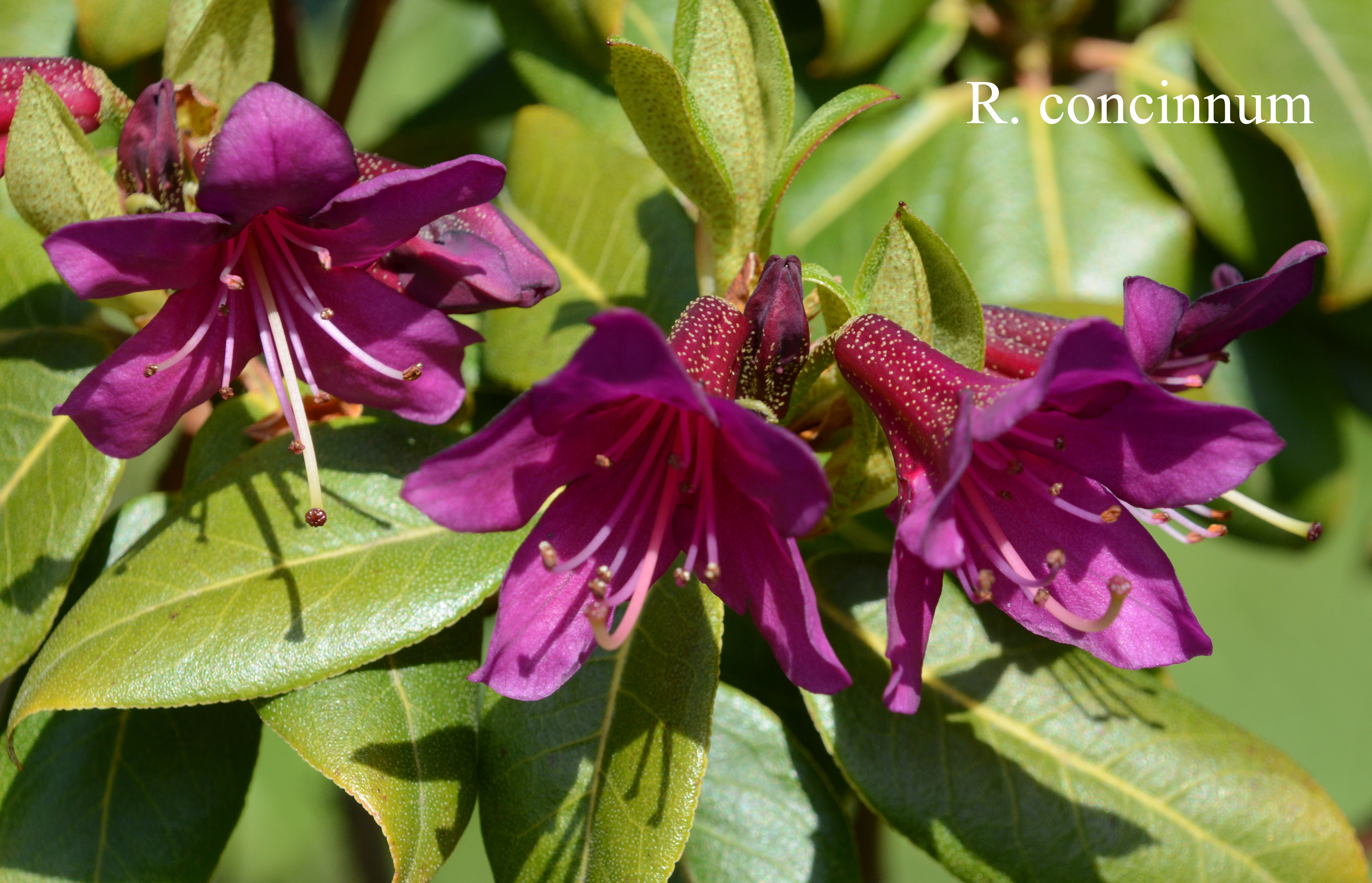 Rhododendron concinnum photo