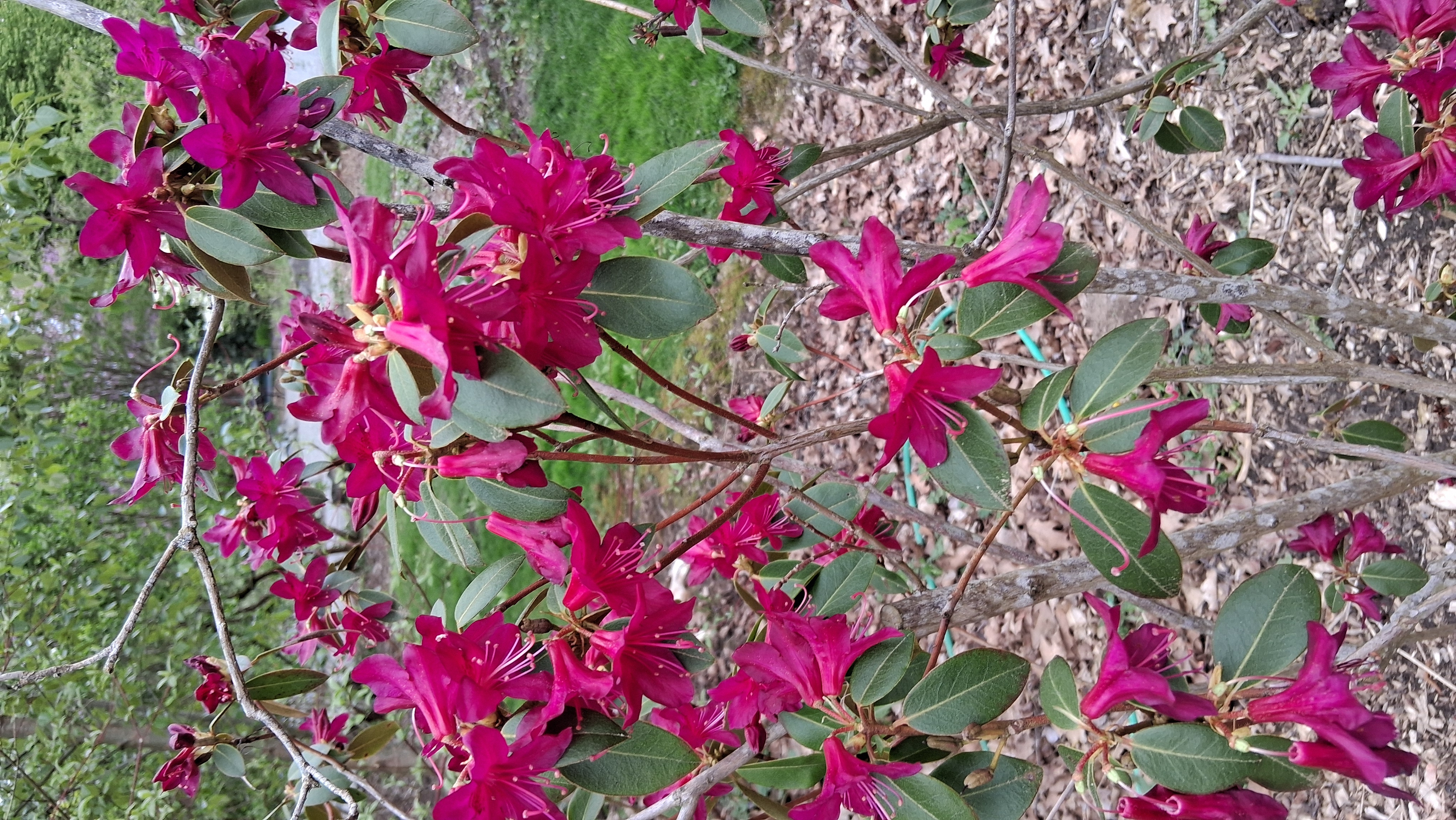 Rhododendron concinnum photo