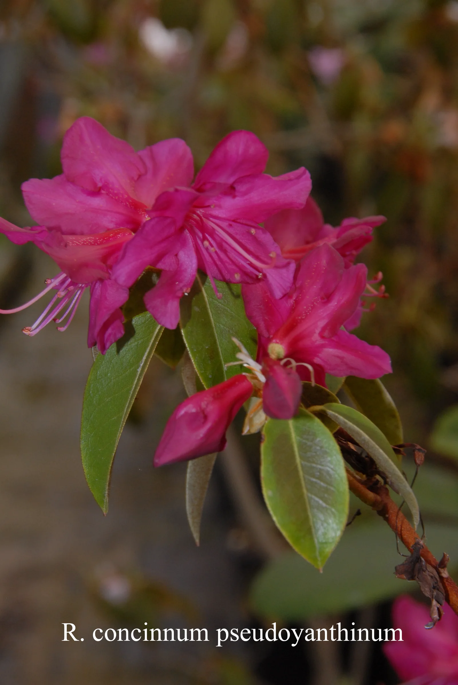R. concinnum photo of R. concinnum. concinnum. Location: Fearing's Farm Nursery, Abbotsford, BC, Canada. Photo by: Harold Fearing