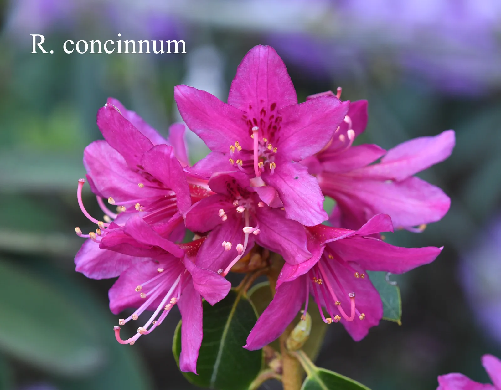 R. concinnum photo of R. concinnum. Pseudoyanthinum Group. Location: Fearing's Farm Nursery, Abbotsford, BC, Canada. Photo by: Harold Fearing