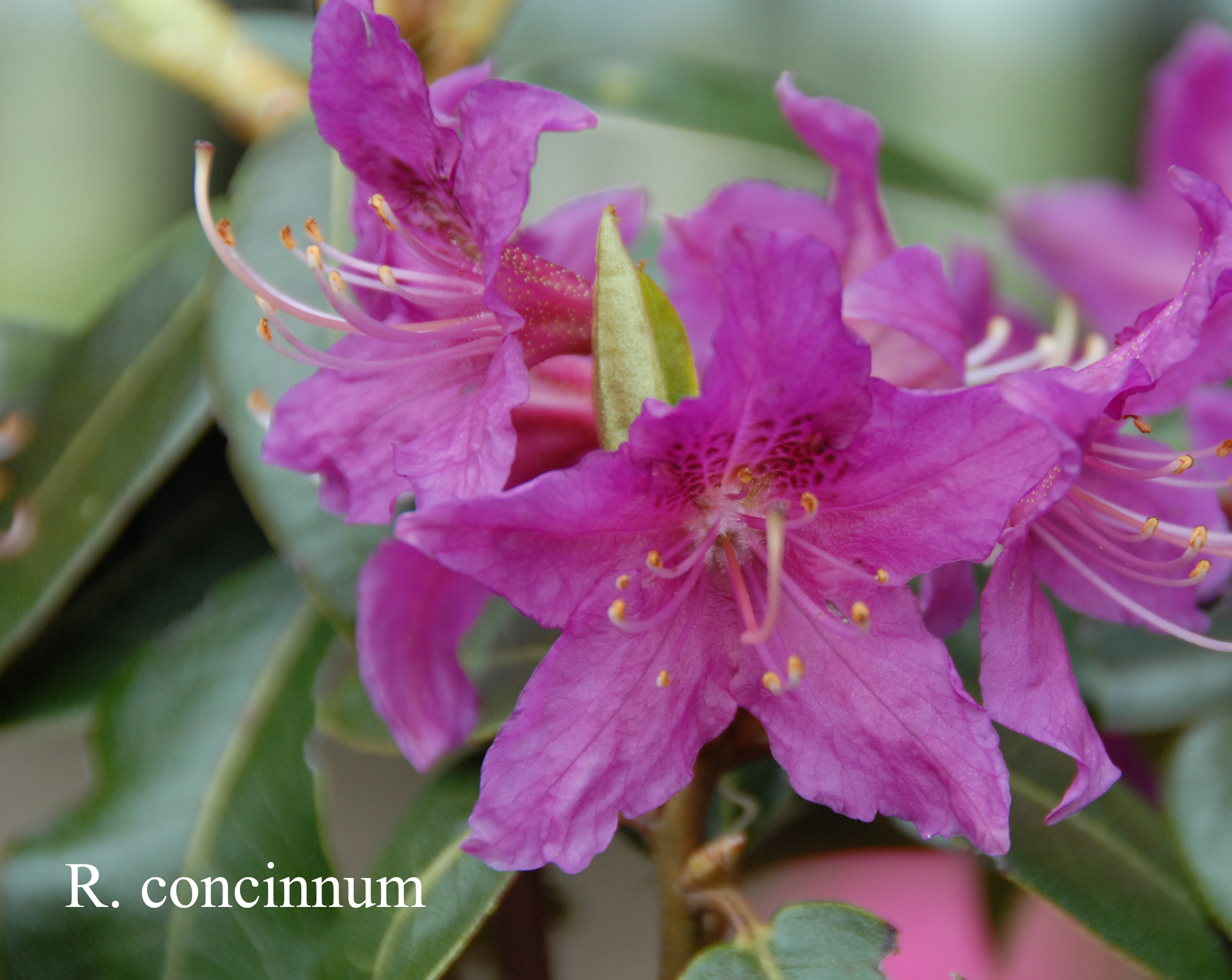 Rhododendron concinnum photo