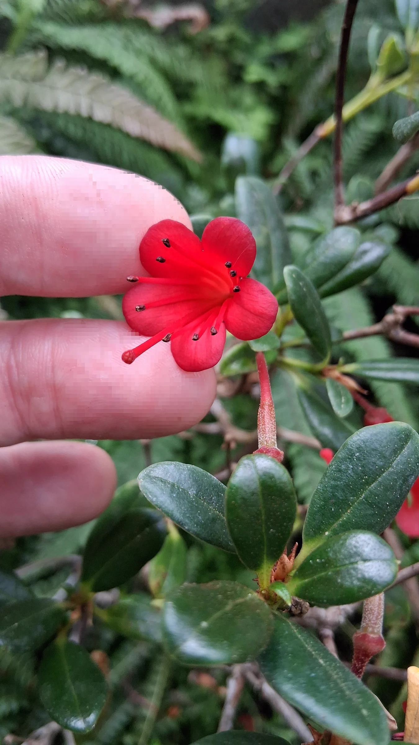 R. vitis-idaea photo of R. vitis-idaea. R. vitis-idaea tiny flower with really red long stigma and black anthers.. Location: Rhododendron Species Botanical Garden. Photo by: Thatrhodylady