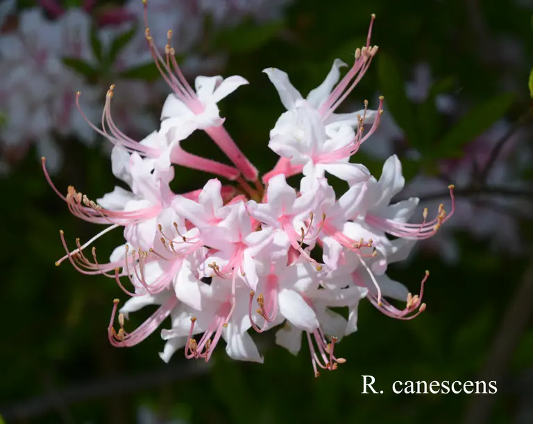 Photo of R. canescens, Species