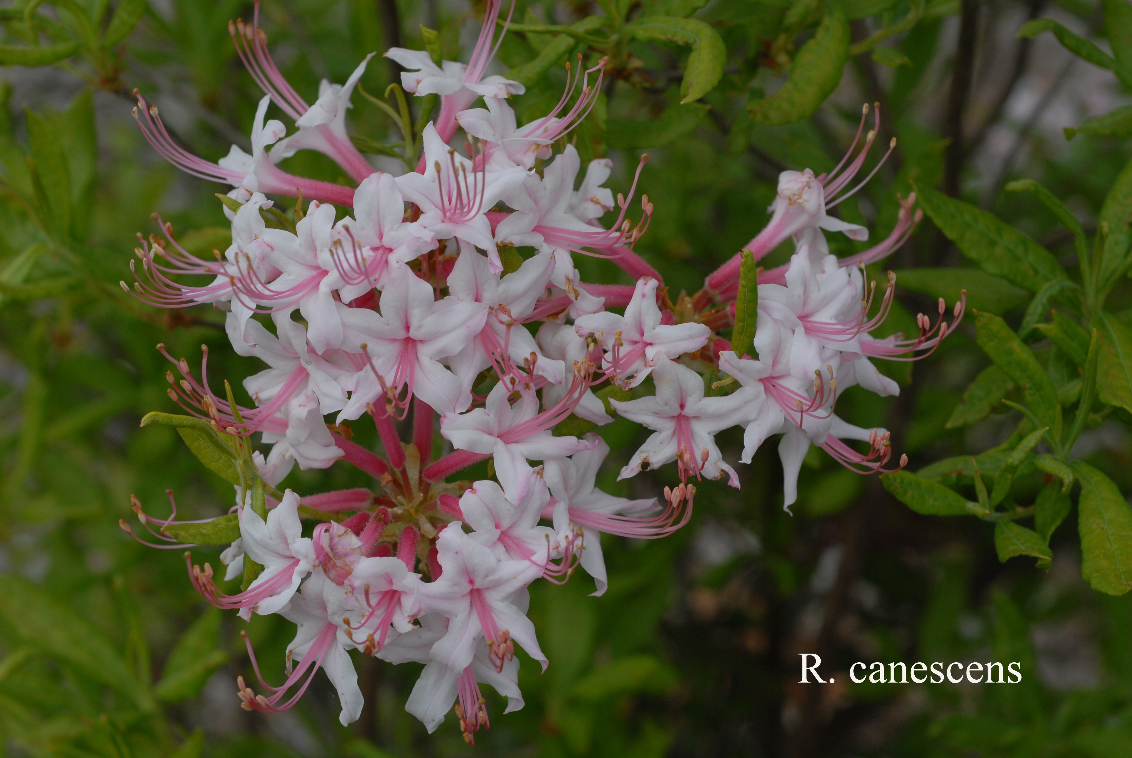 Rhododendron canescens photo