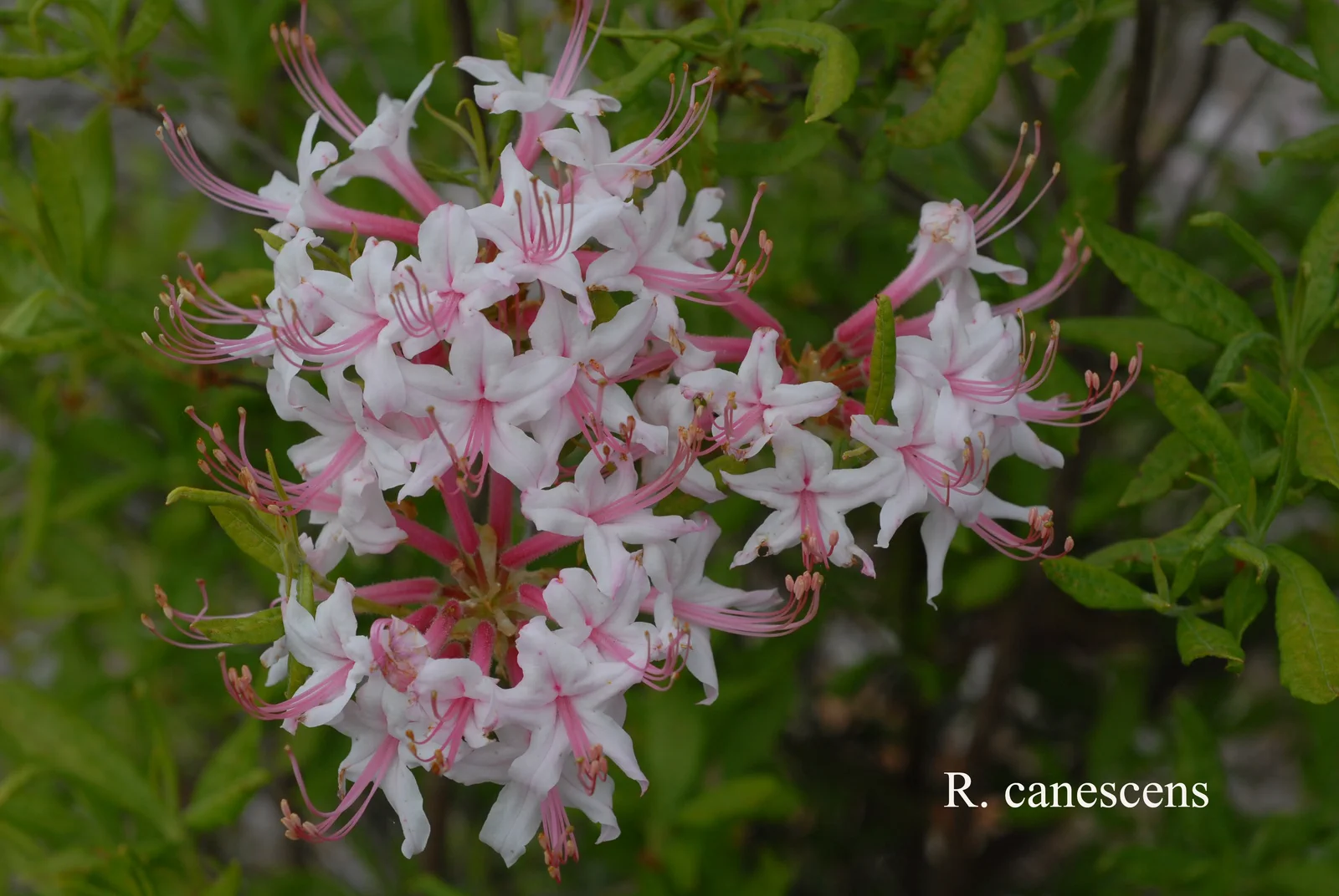 R. canescens photo of R. canescens. Location: Fearing's Farm Nursery, Abbotsford, BC, Canada. Photo by: Harold Fearing