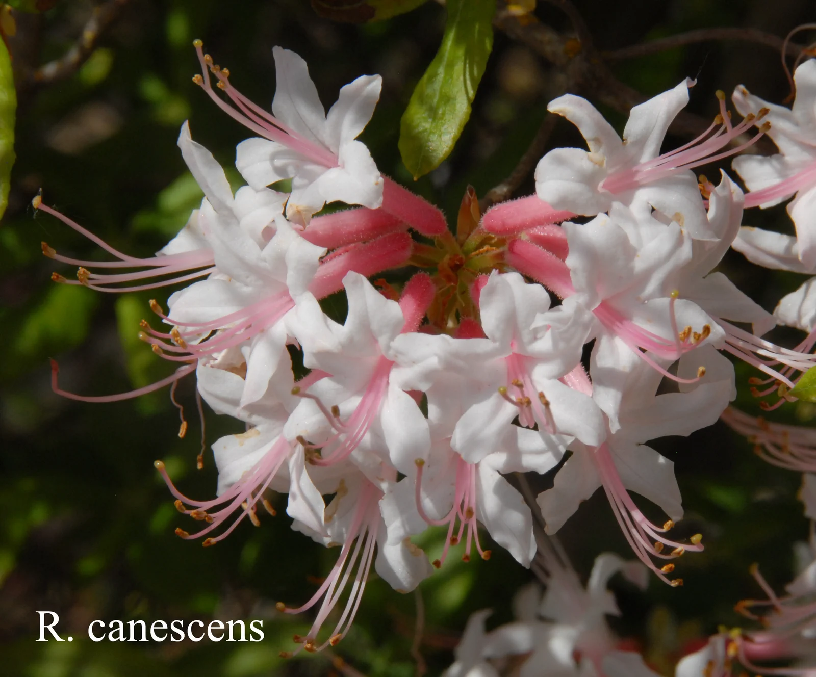 R. canescens photo of R. canescens. Location: Fearing's Farm Nursery, Abbotsford, BC, Canada. Photo by: Harold Fearing