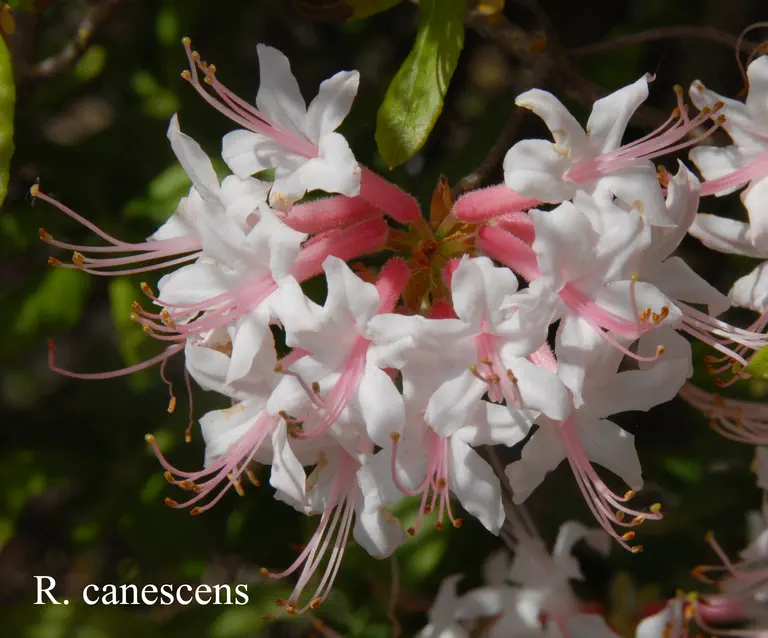 Photo of R. canescens, Species