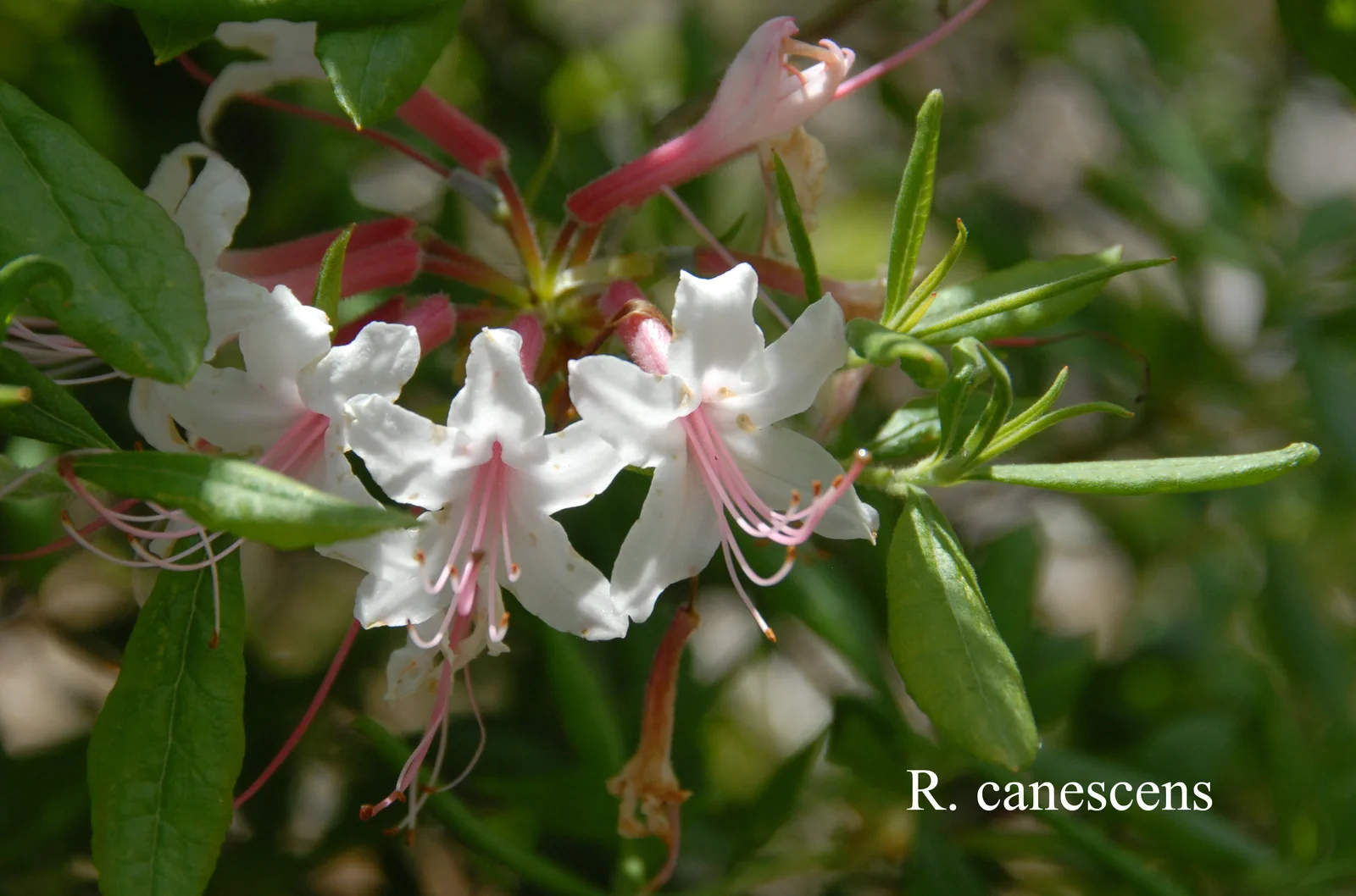 R. canescens photo of R. canescens. Location: Fearing's Farm Nursery, Abbotsford, BC, Canada. Photo by: Harold Fearing