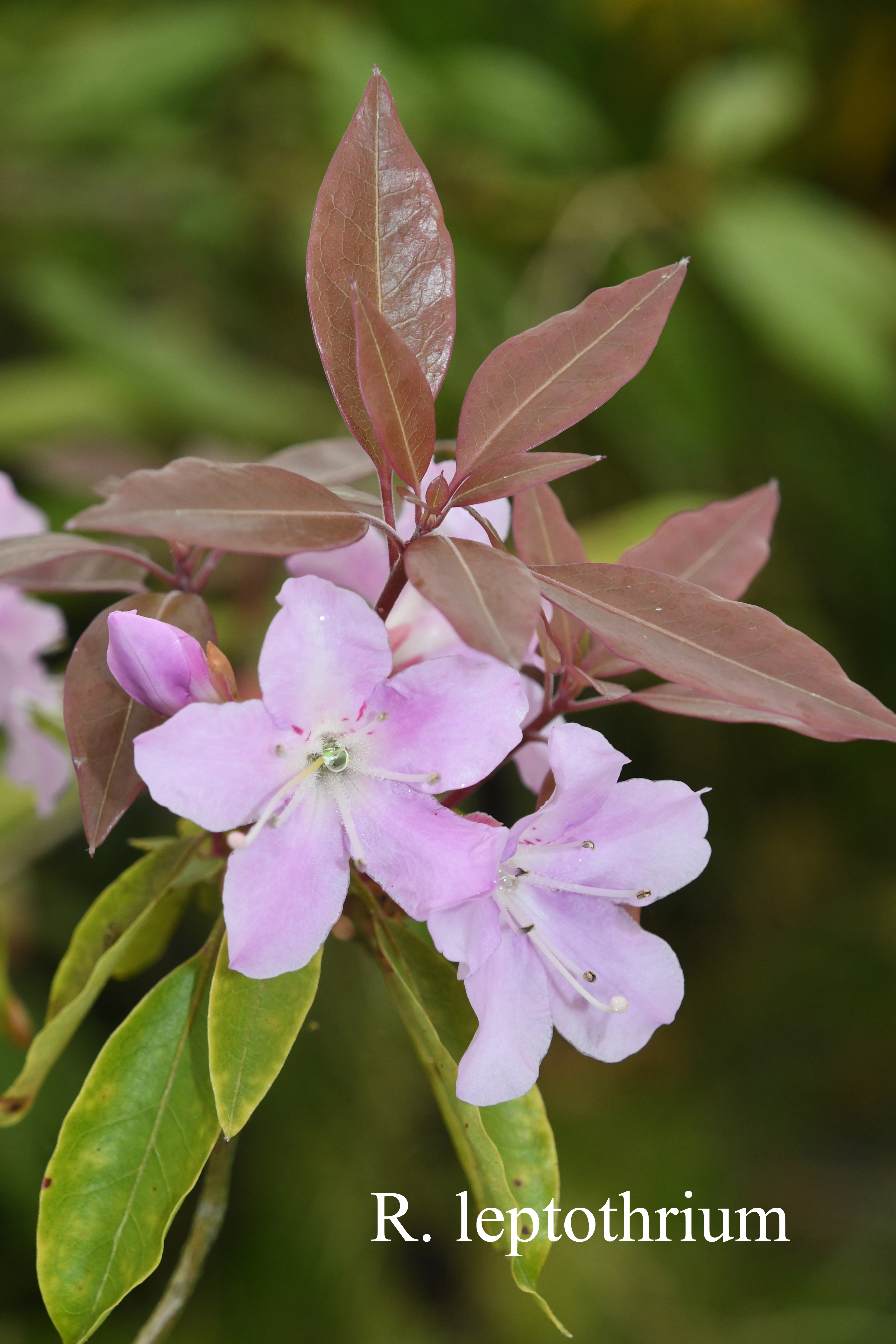Rhododendron leptothrium photo