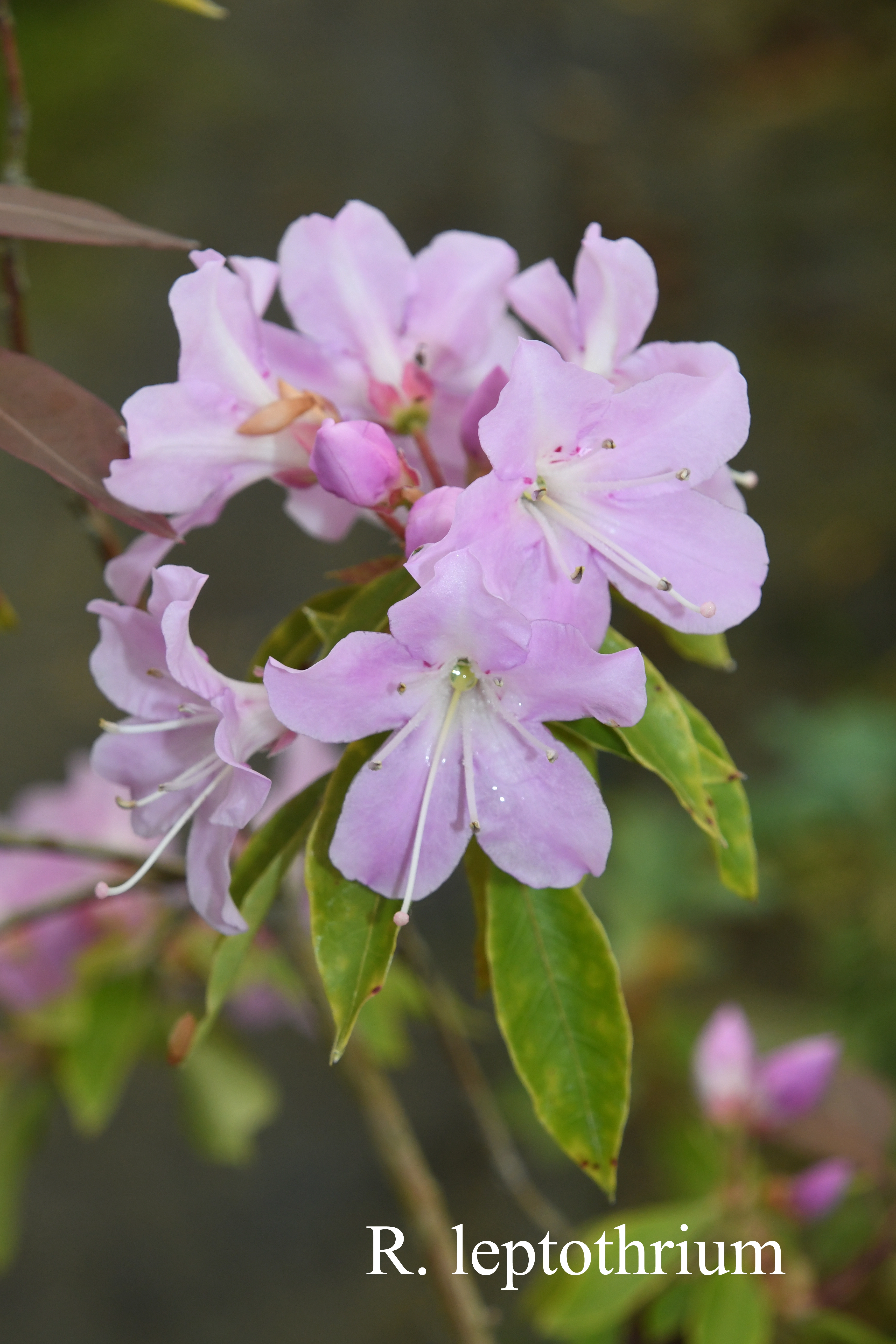 Rhododendron leptothrium photo