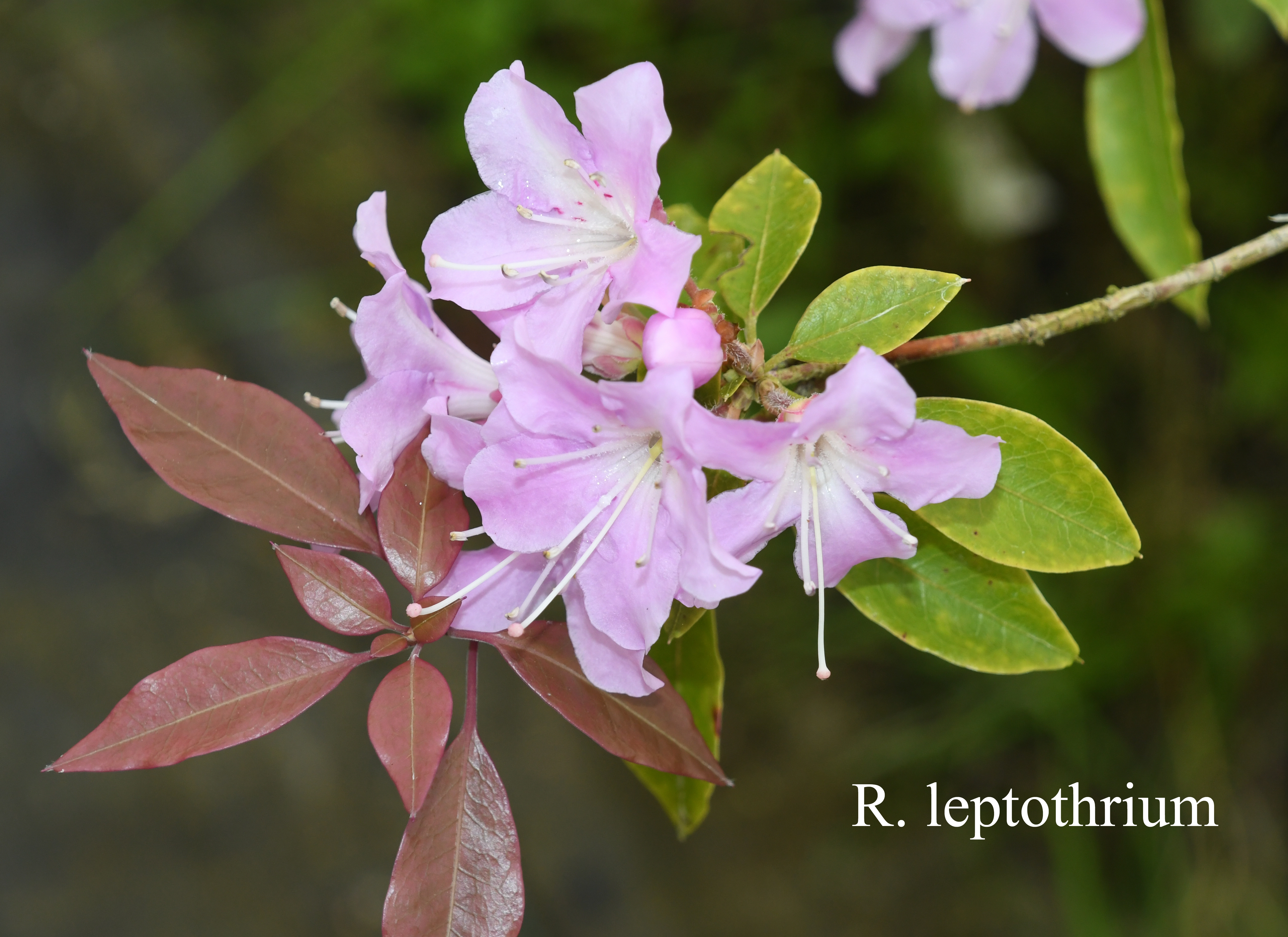 Rhododendron leptothrium photo