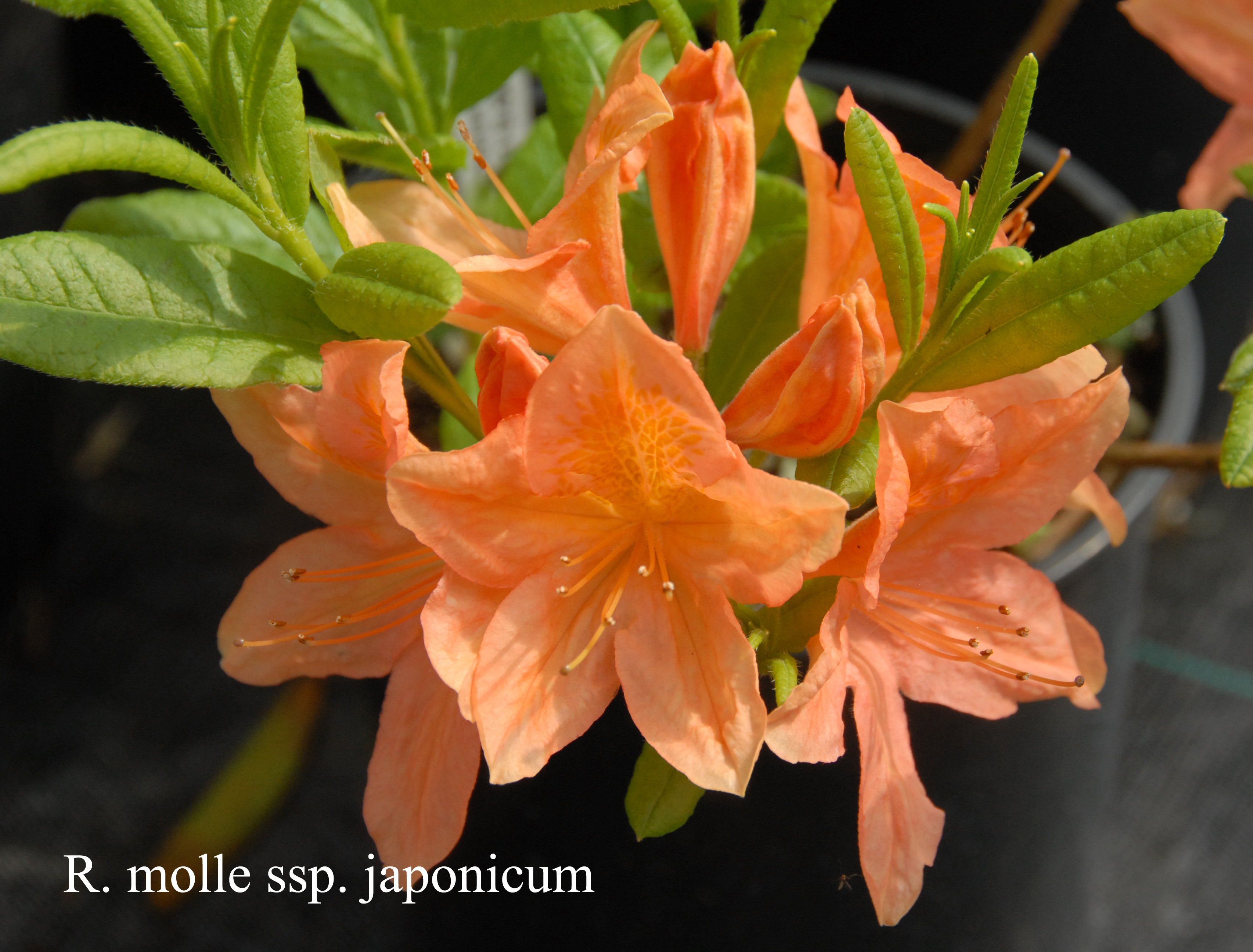 Rhododendron molle ssp japonicum photo