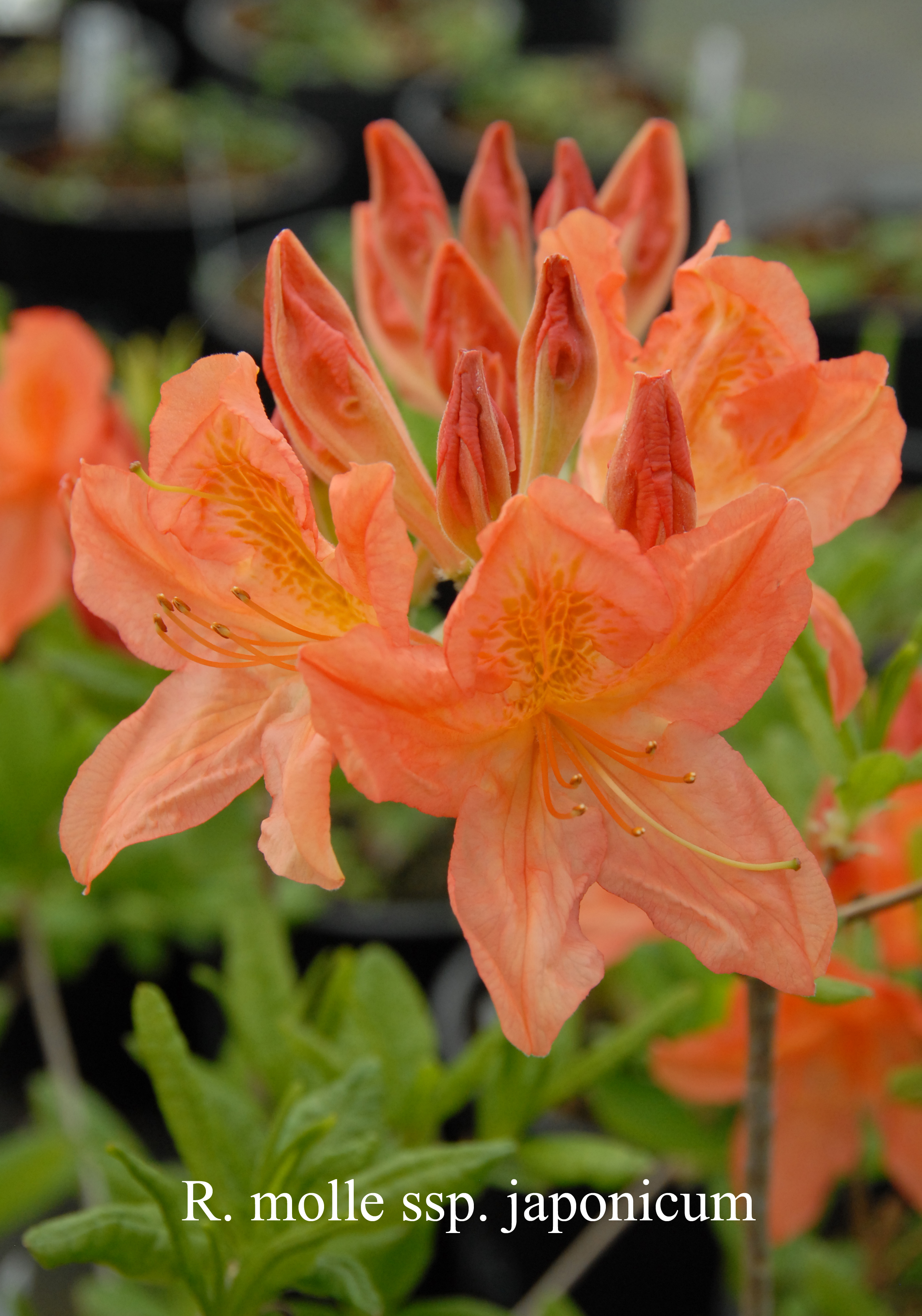 Rhododendron molle ssp japonicum photo