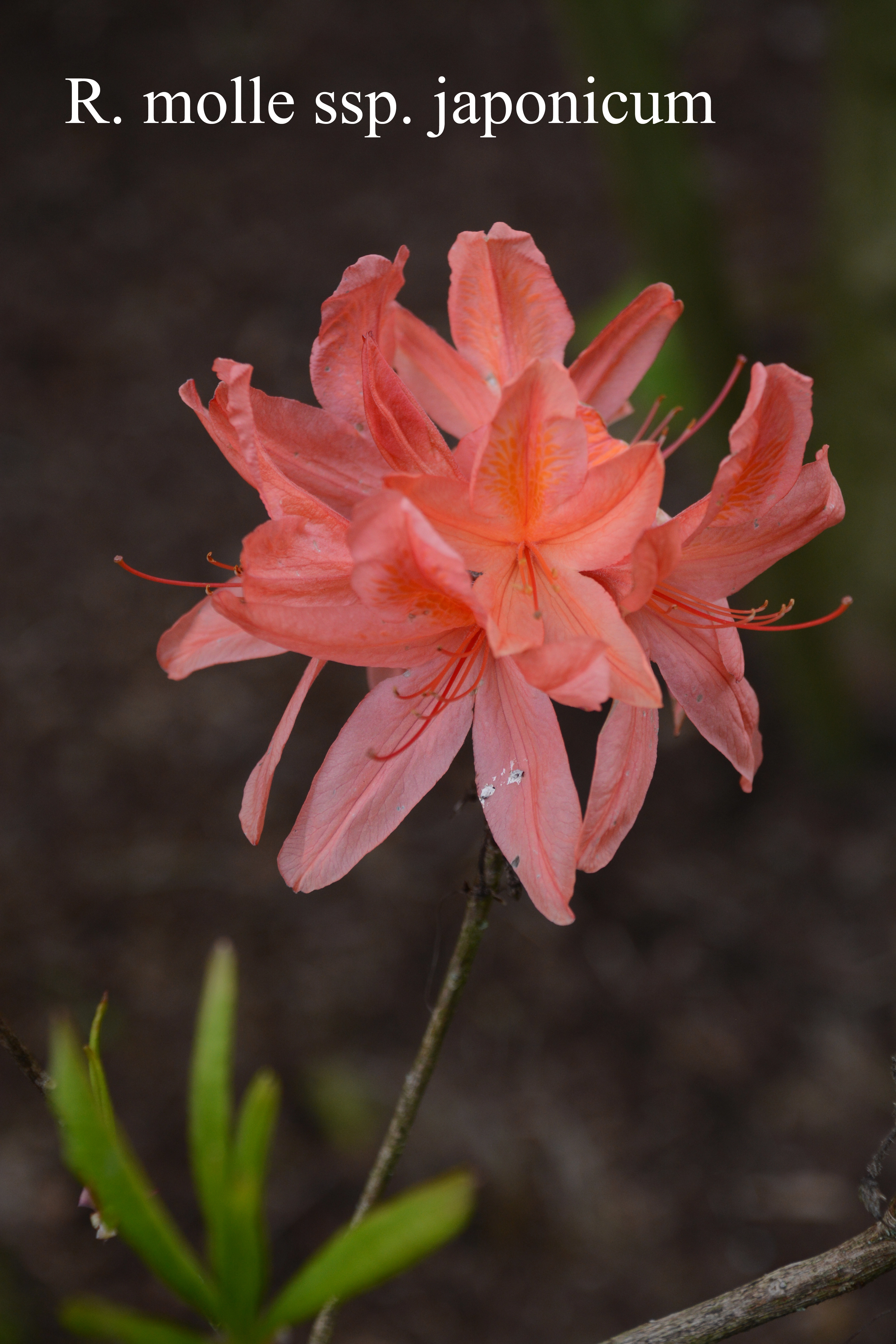 Rhododendron molle ssp japonicum photo
