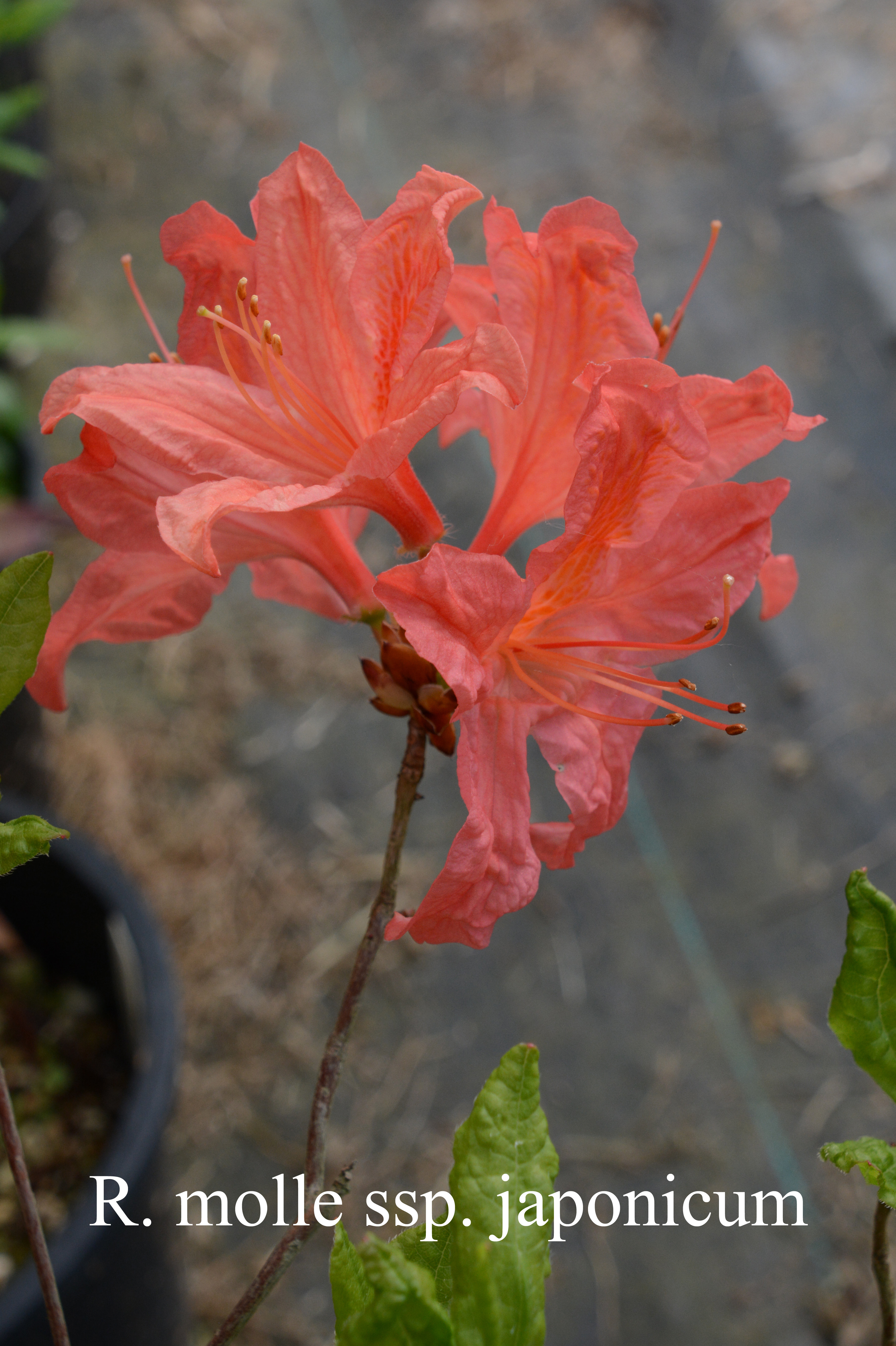 Rhododendron molle ssp japonicum photo