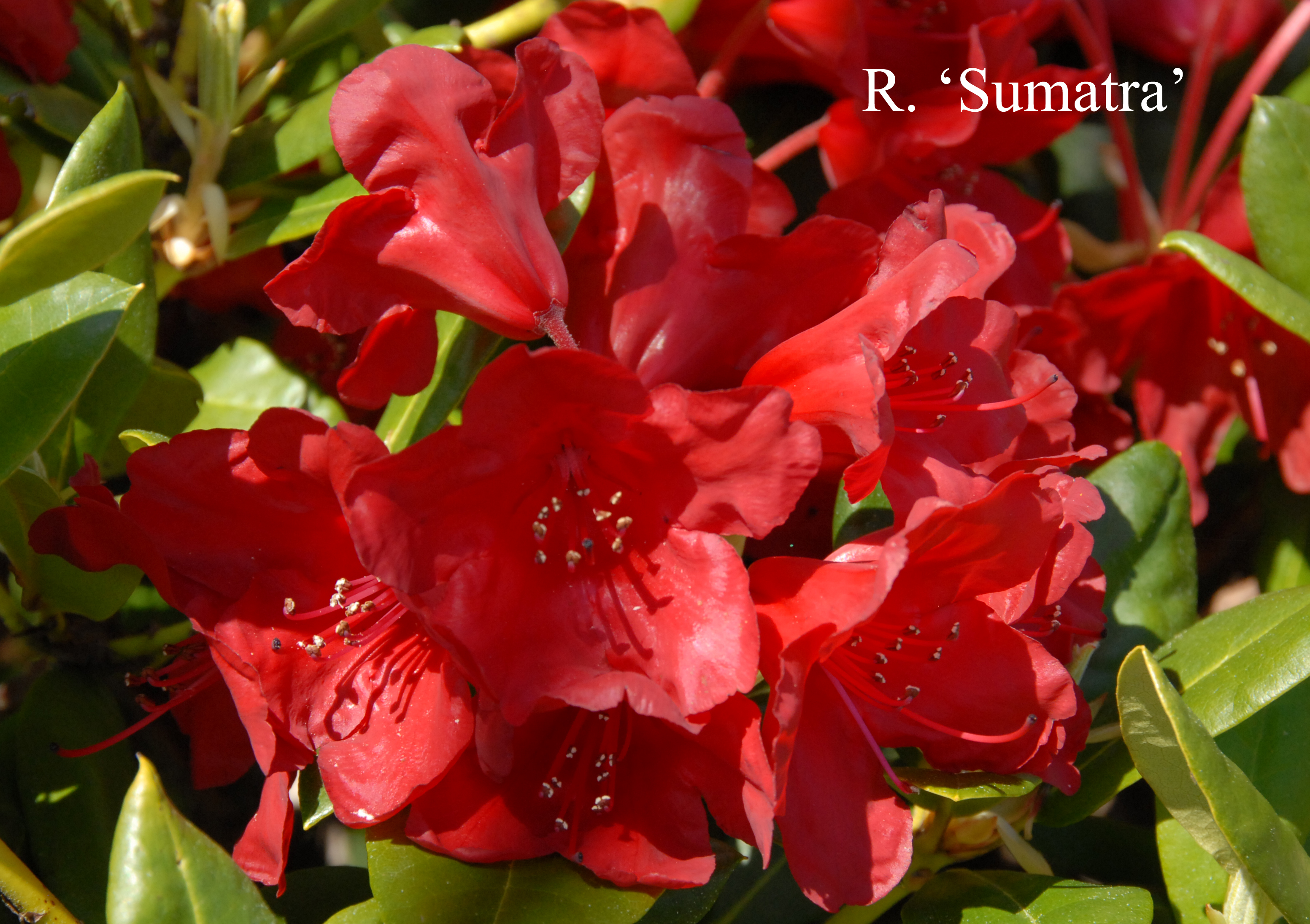 Rhododendron Sumatra photo