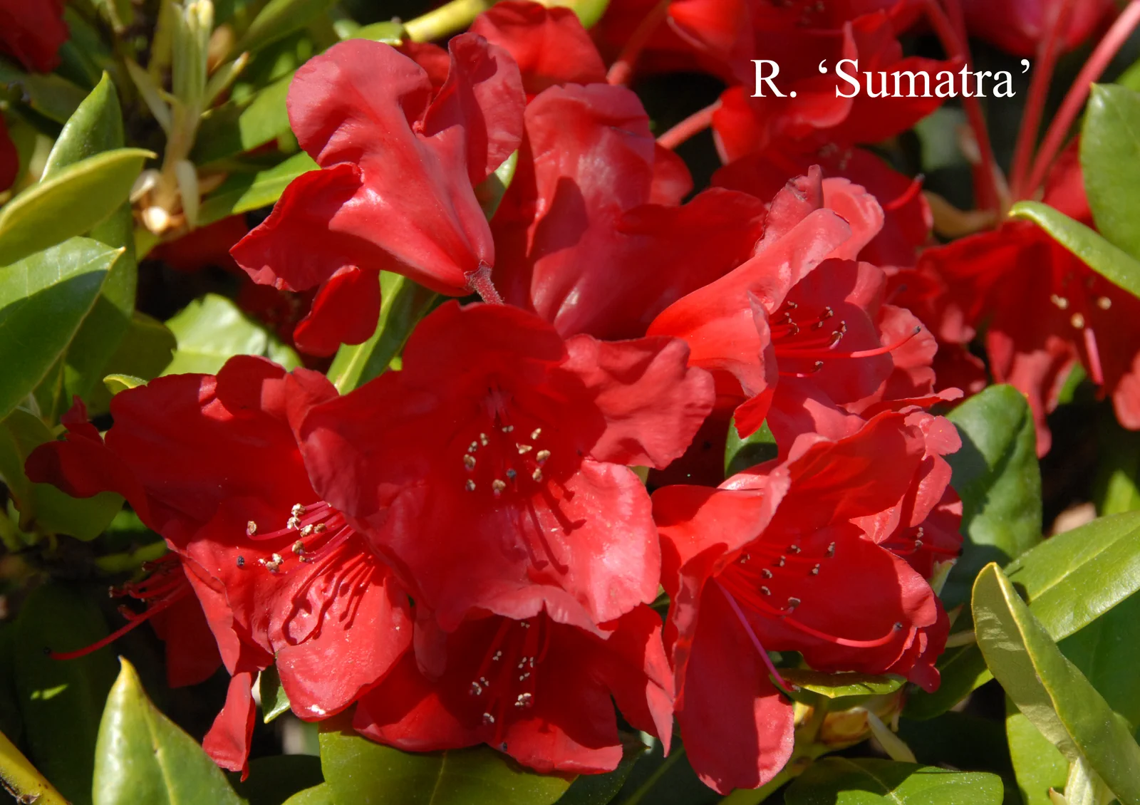 R. 'Sumatra' photo of R. 'Sumatra'. Location: Fearing's Farm Nursery, Abbotsford, BC, Canada. Photo by: Harold Fearing