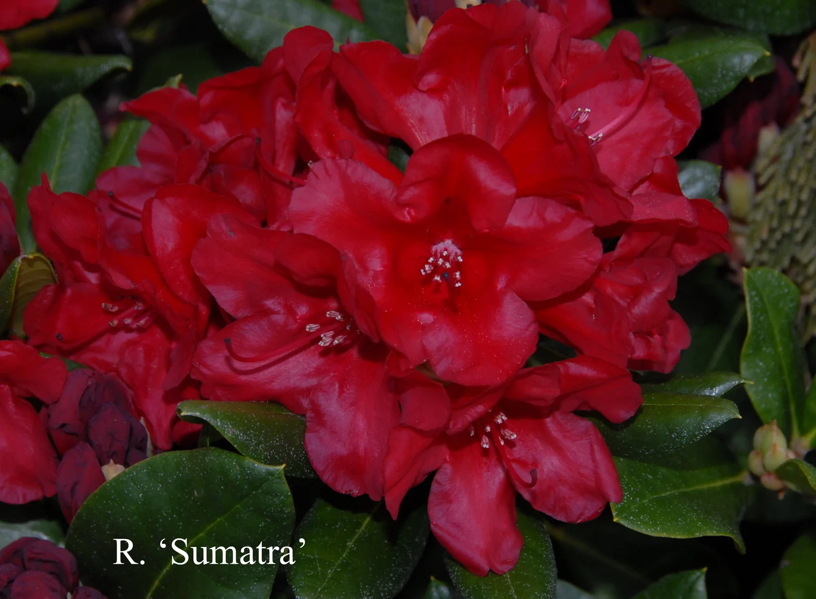 R. 'Sumatra' photo of R. 'Sumatra'. Location: Fearing's Farm Nursery, Abbotsford, BC, Canada. Photo by: Harold Fearing