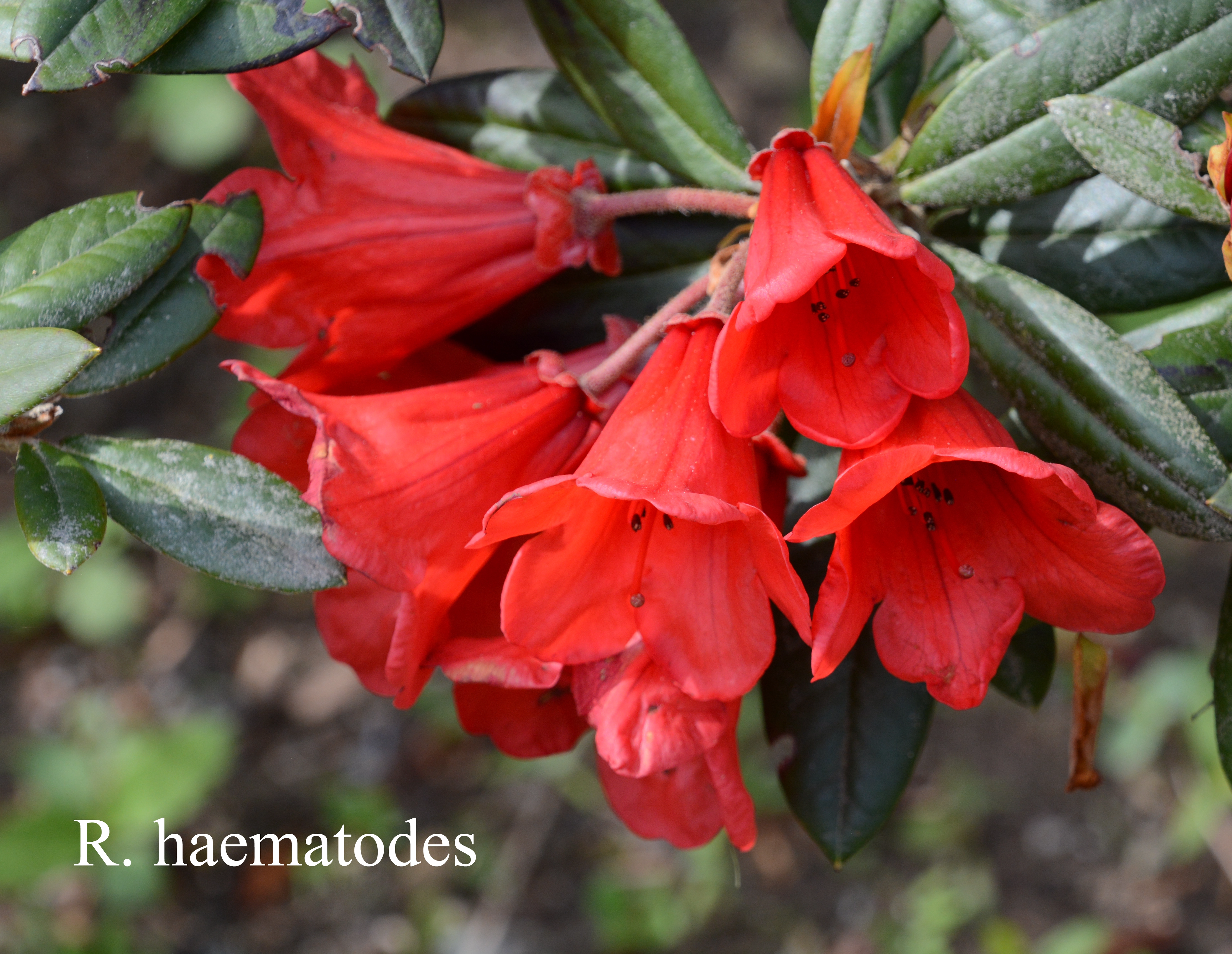 Rhododendron haematodes ssp haematodes photo
