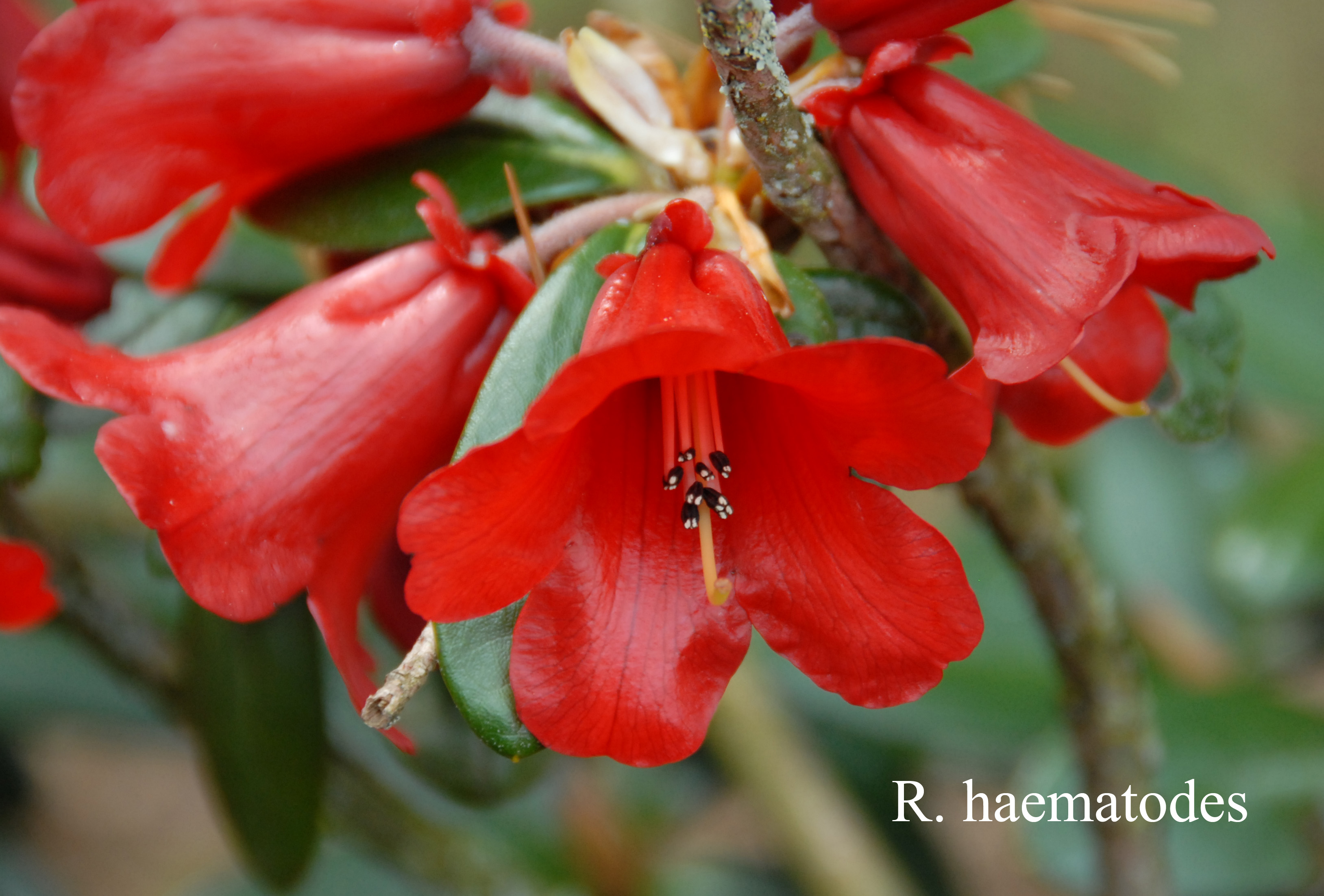Rhododendron haematodes ssp haematodes photo