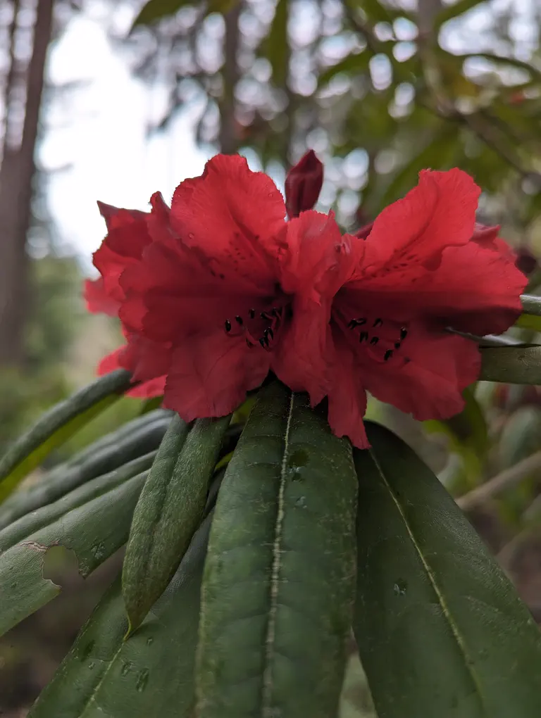 Photo of R. 'Clayoquot Warrior', Rhododendron Hybrid